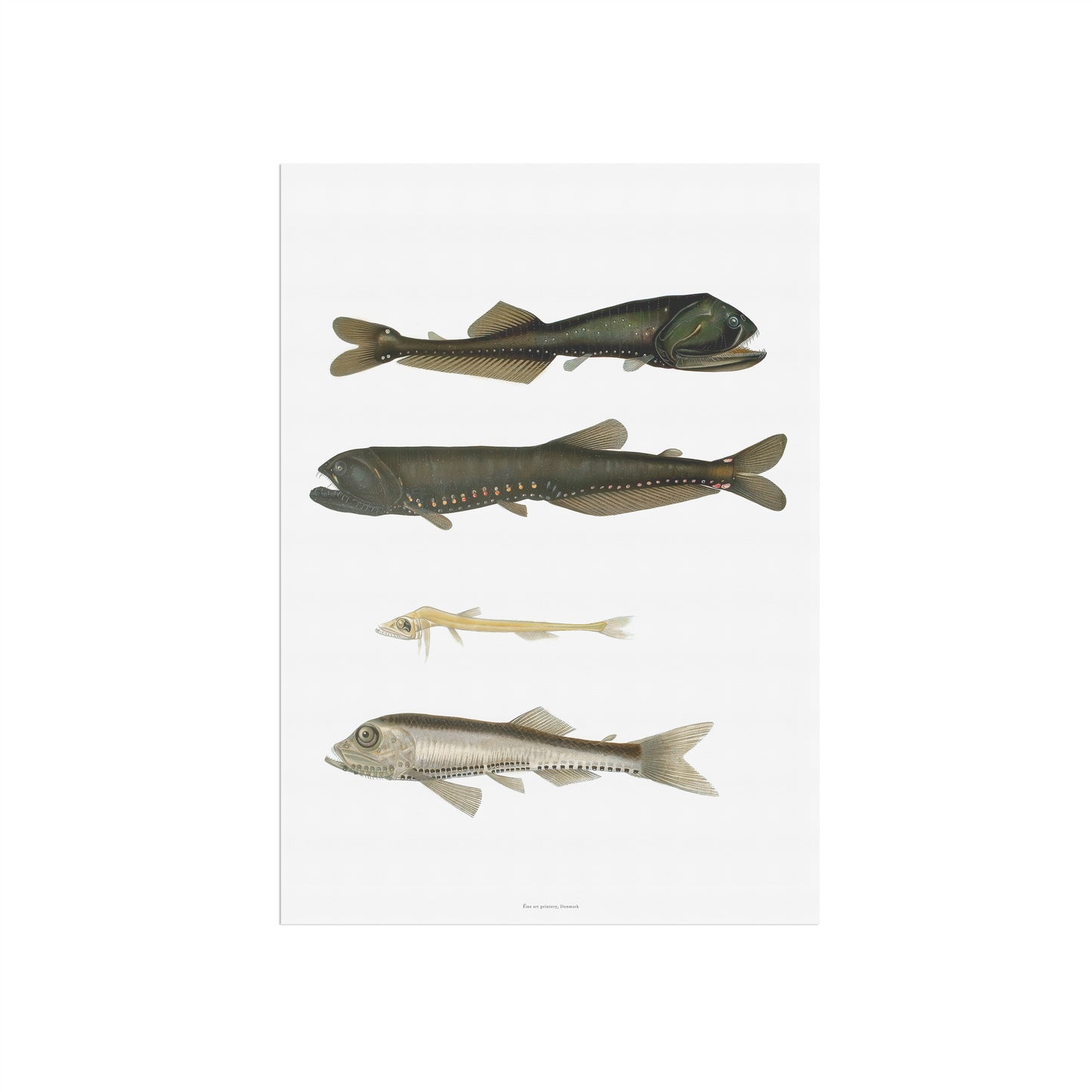 Vintage Dybhavsfisk Plakat - Lysende Fisk (1911) | Oceanografisk Vægkunst