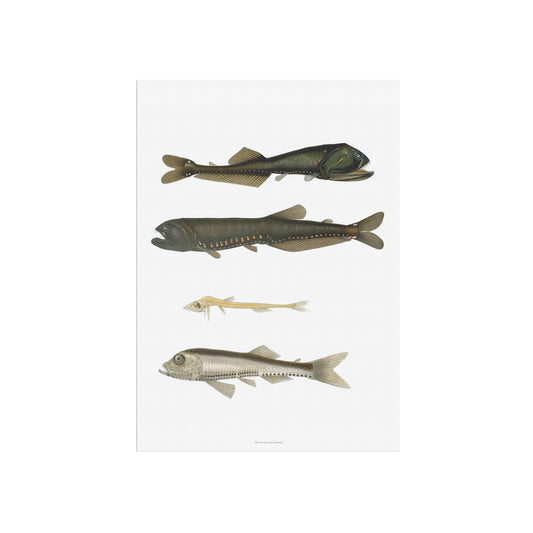 Vintage Dybhavsfisk Plakat - Lysende Fisk (1911) | Oceanografisk Vægkunst