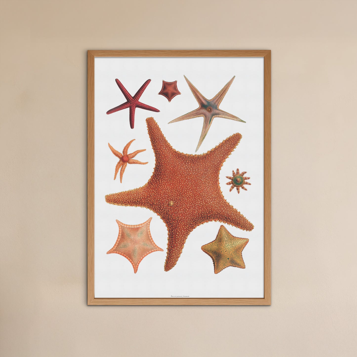 Vintage Søstjerne Plakat - 8 smukke Søstjerner | Maritim Vægkunst