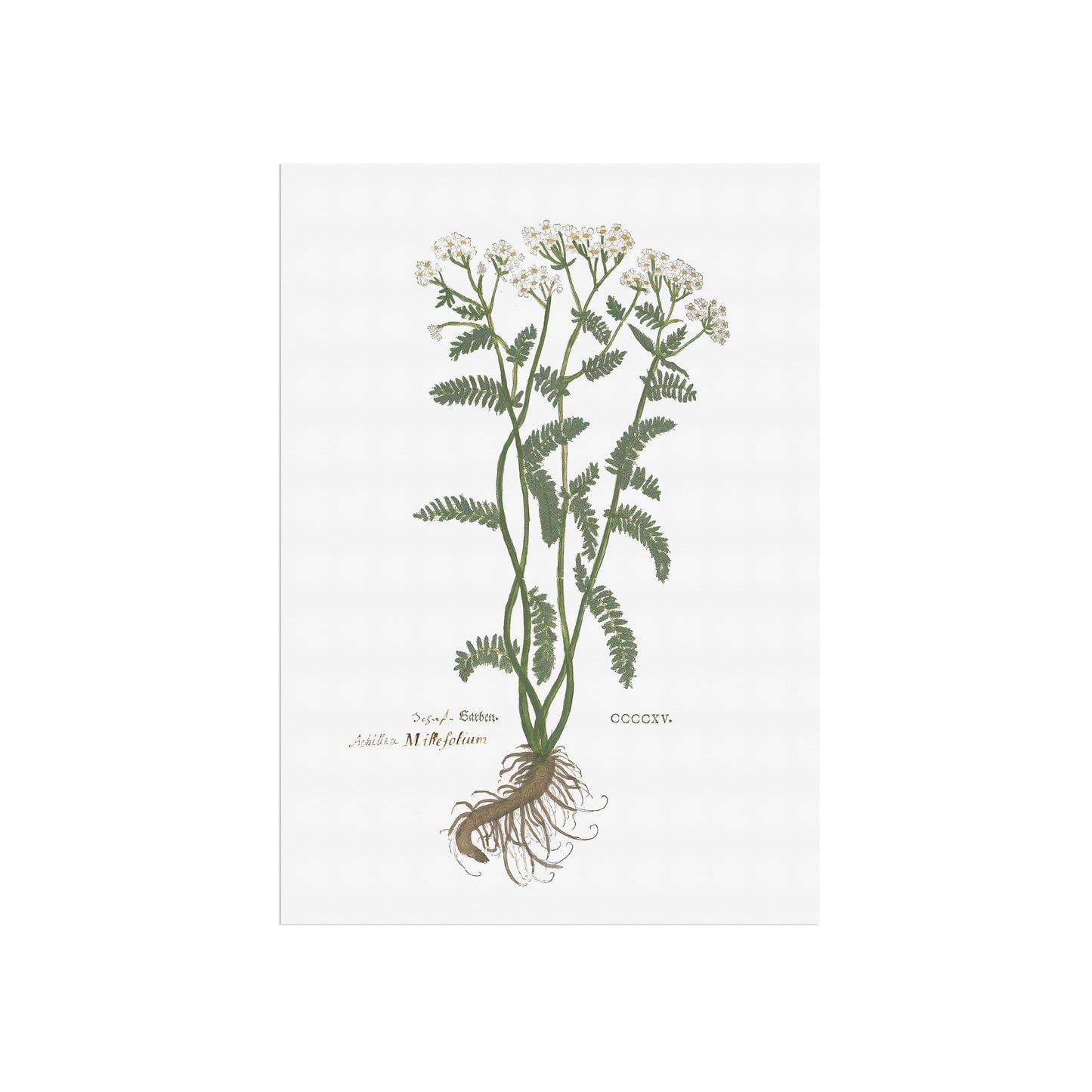 Yarrow - Achillea millefolium