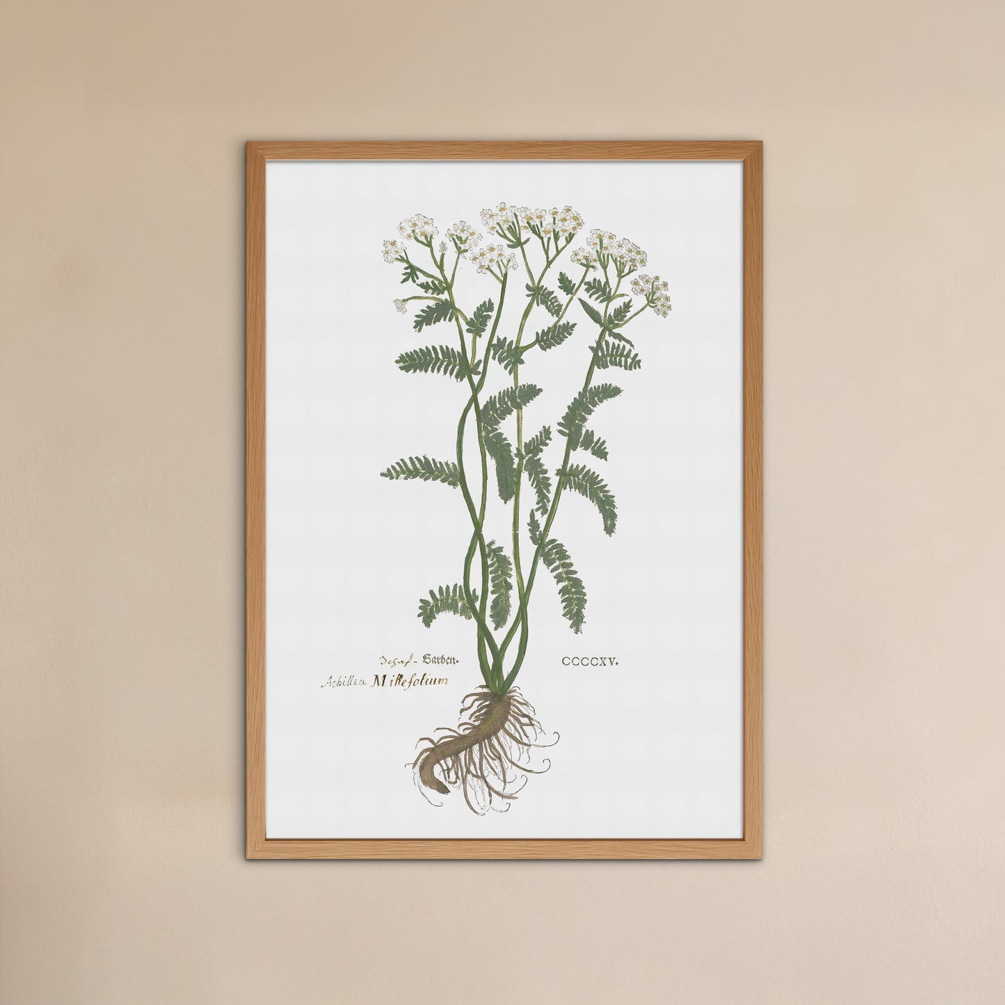 Yarrow - Achillea millefolium