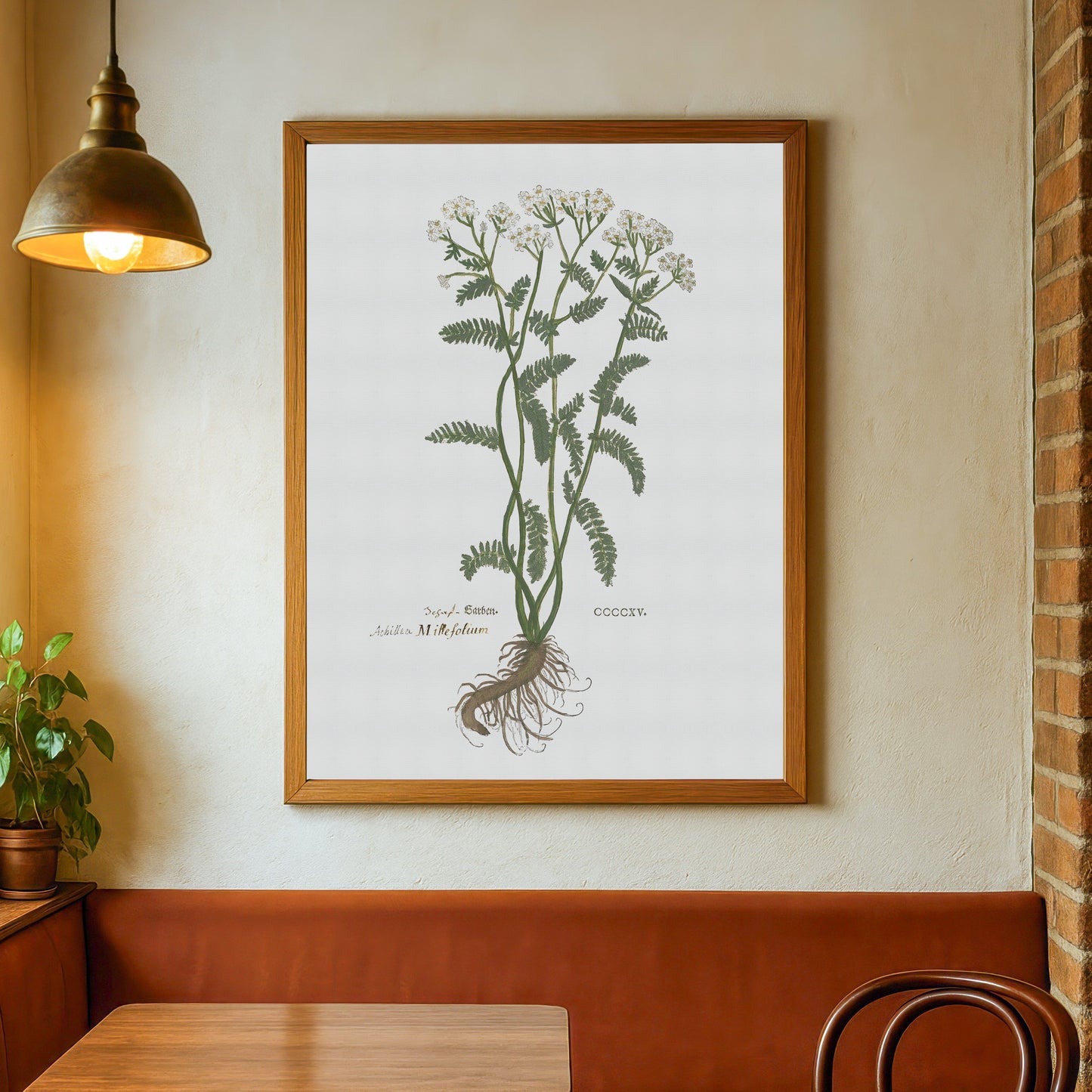 Yarrow - Achillea millefolium