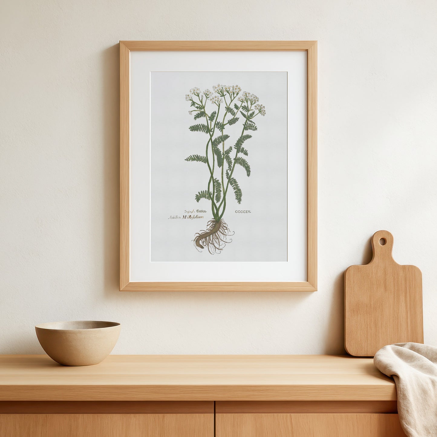 Yarrow - Achillea millefolium