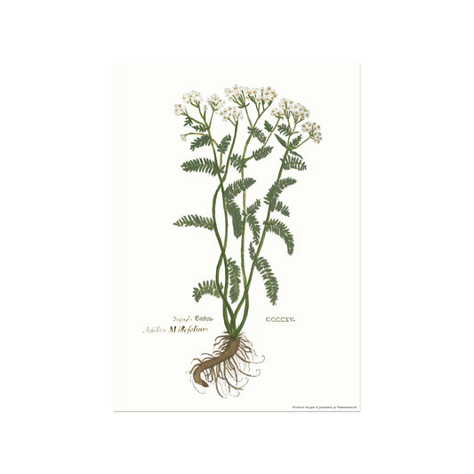 Rølikke - Achillea millefolium