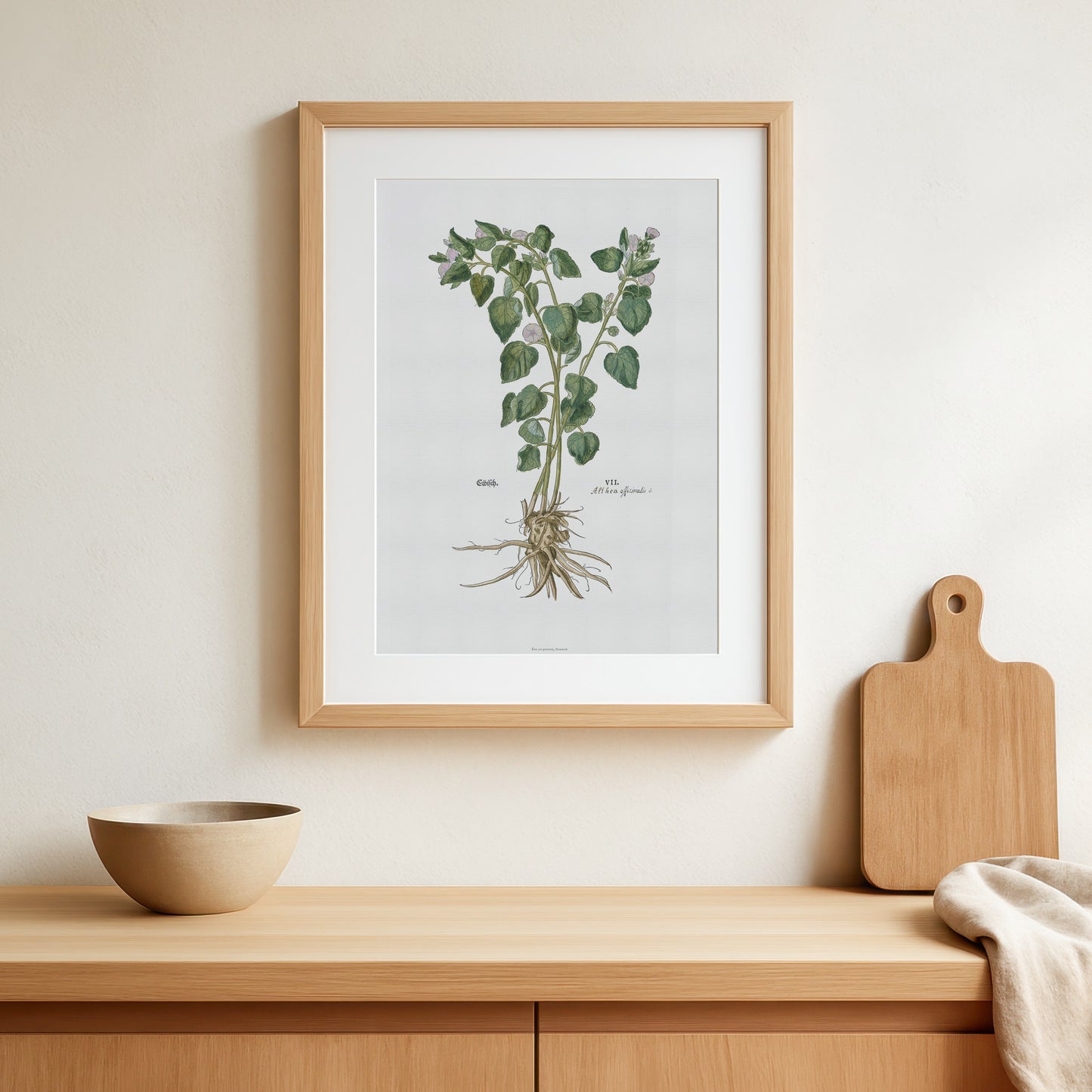 Botanisk Plakat - Læge-Stokrose (Althaea officinalis) - Fra Leonhart Fuchs (1543)