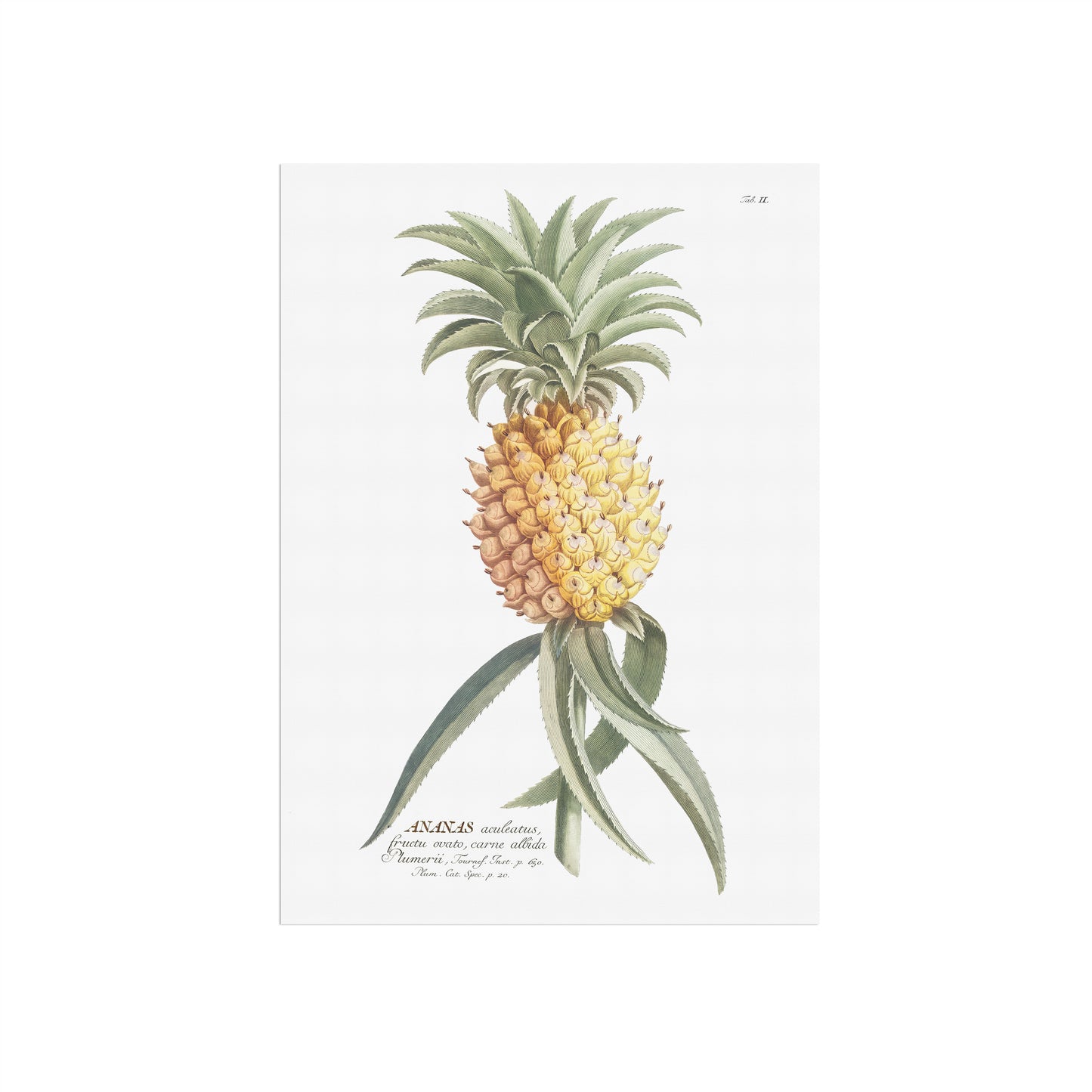 Ananas comosus (Ananas aculeatus)