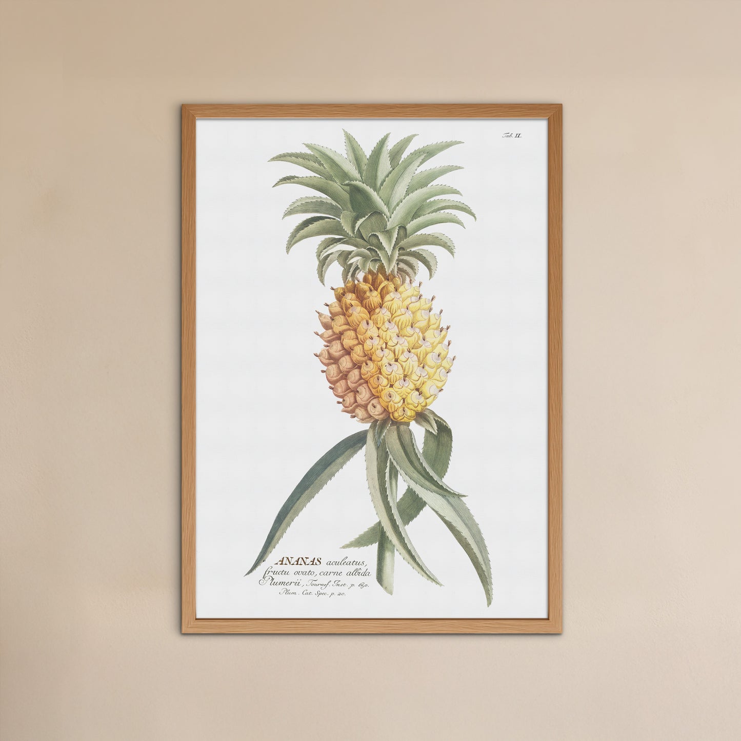 Ananas comosus (Ananas aculeatus)