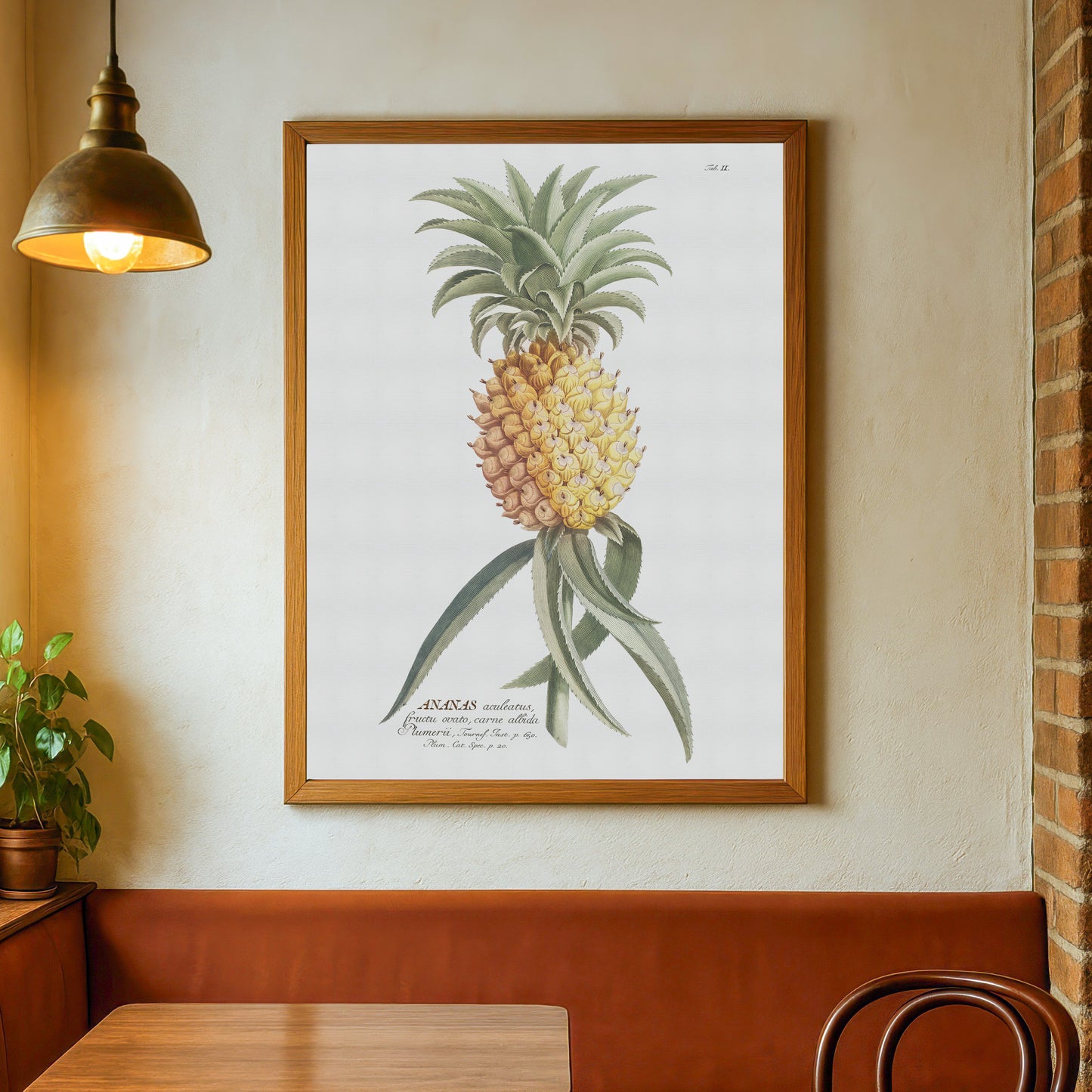 Ananas comosus (Ananas aculeatus)