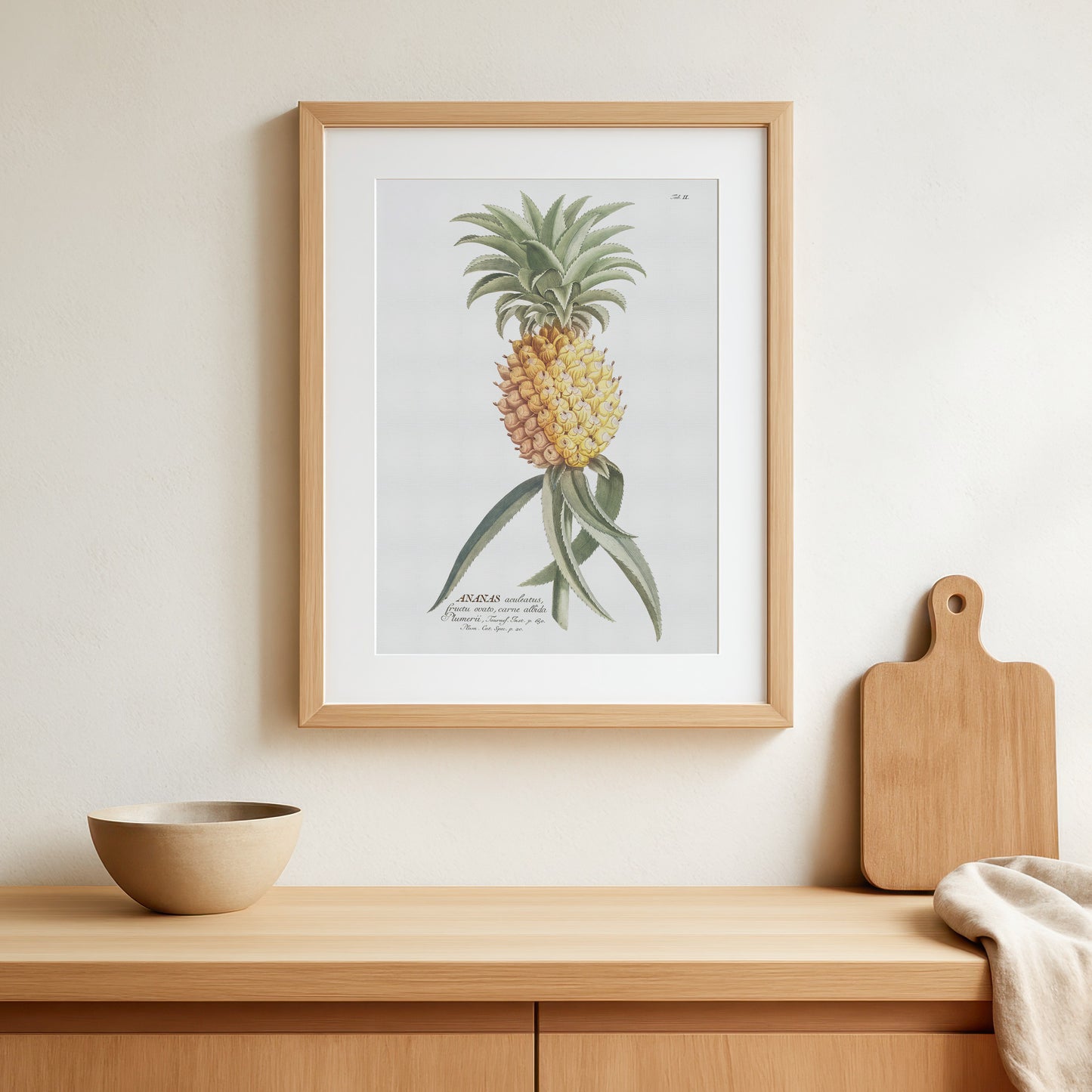 Ananas comosus (Ananas aculeatus)