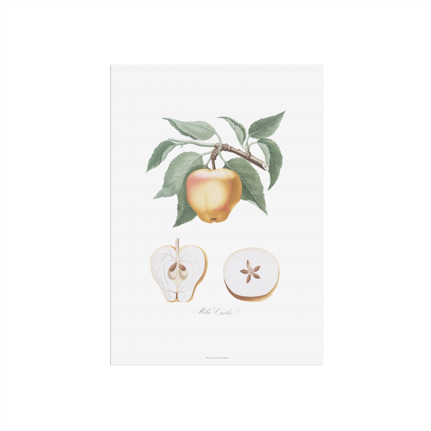 Vintage Æble Plakat - 'Mela Carla' fra Pomona Italiana (1817-1839) | Botanisk Kunst