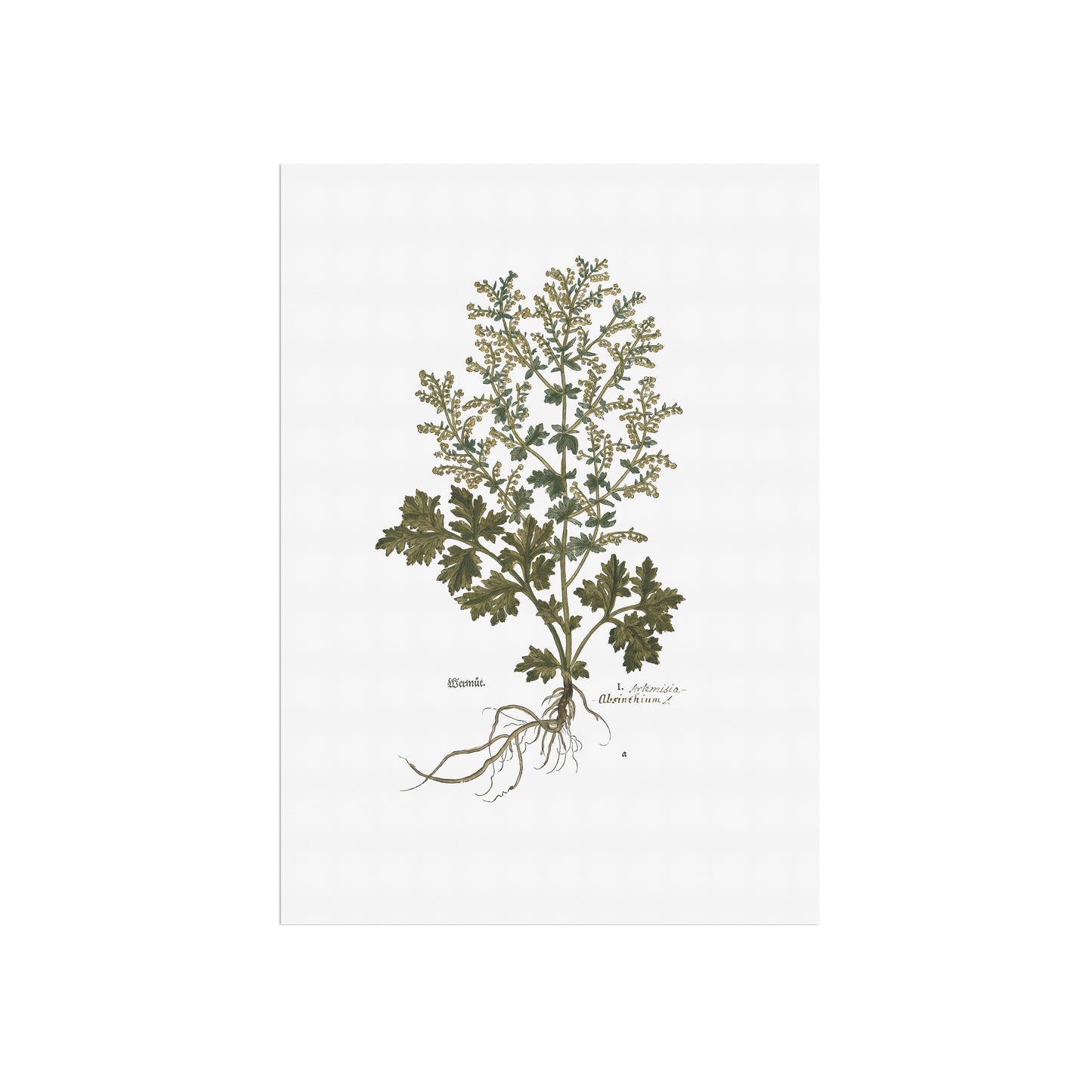 Artemisia absinthium (Malurt) – 1543 Leonhart Fuchs