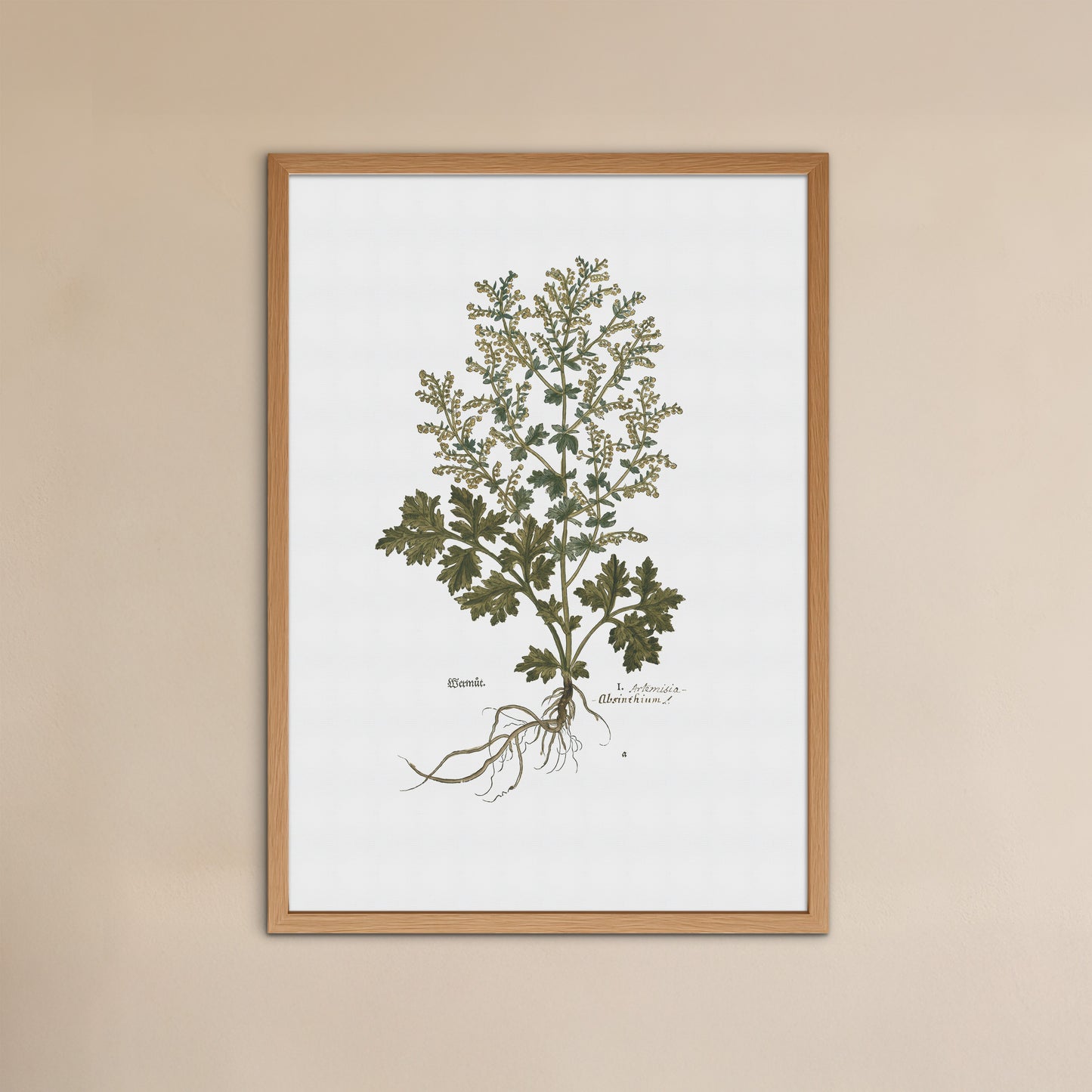 Artemisia absinthium (Malurt) – 1543 Leonhart Fuchs