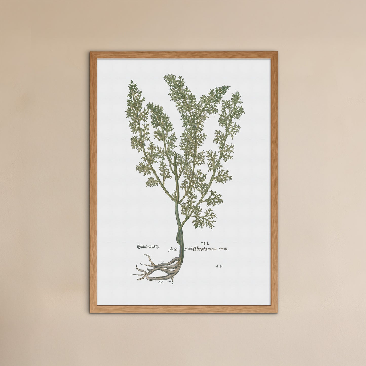 Artemisia abrotanum (Cola-malurt (Ambra)) – 1543 Leonhart Fuchs