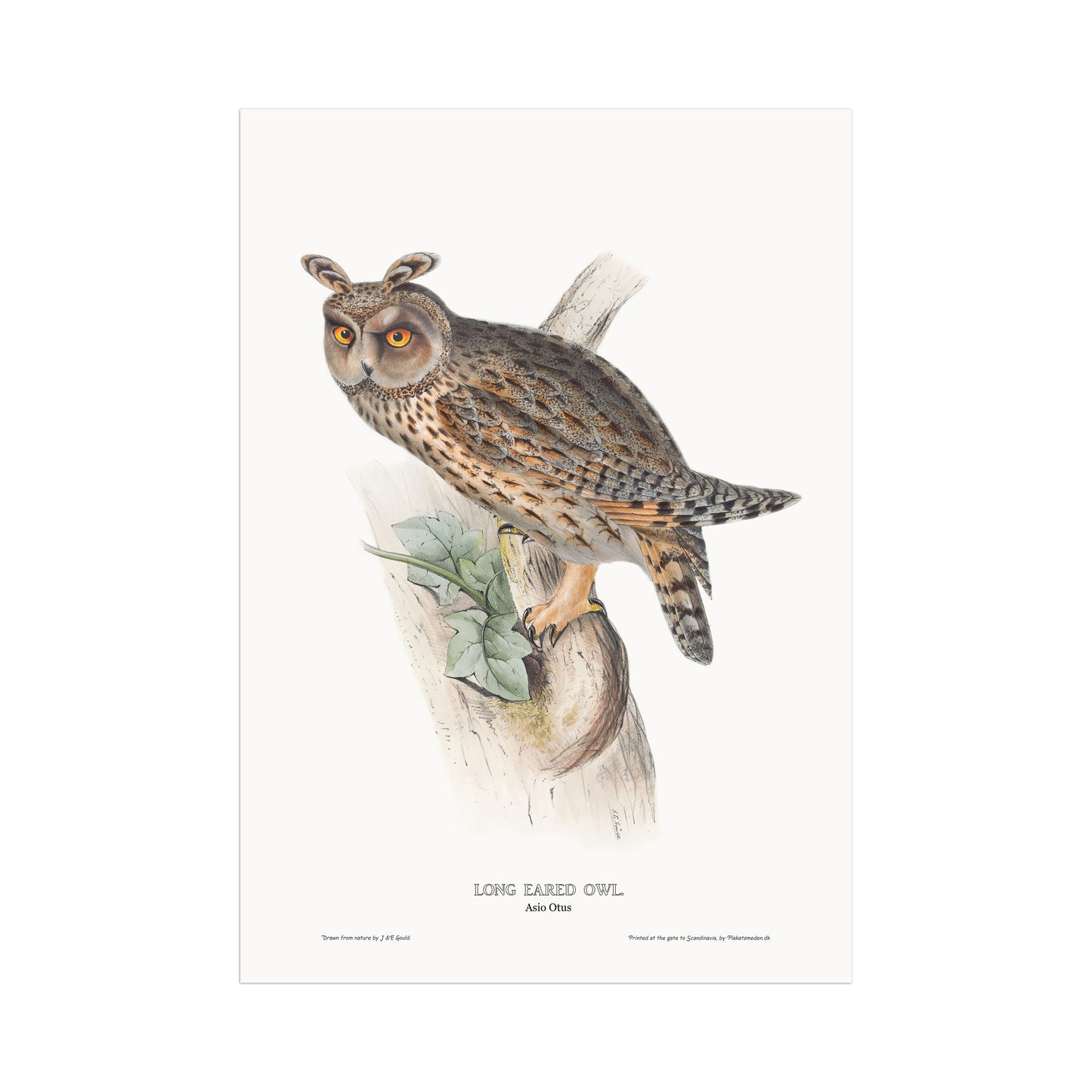 Long-eared owl - Asio otus