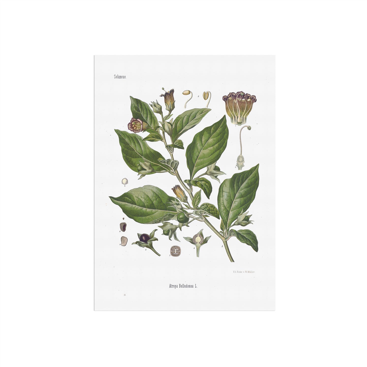 Galnebær fra Köhler's Medizinal-Pflanzen / Atropa Belladonna