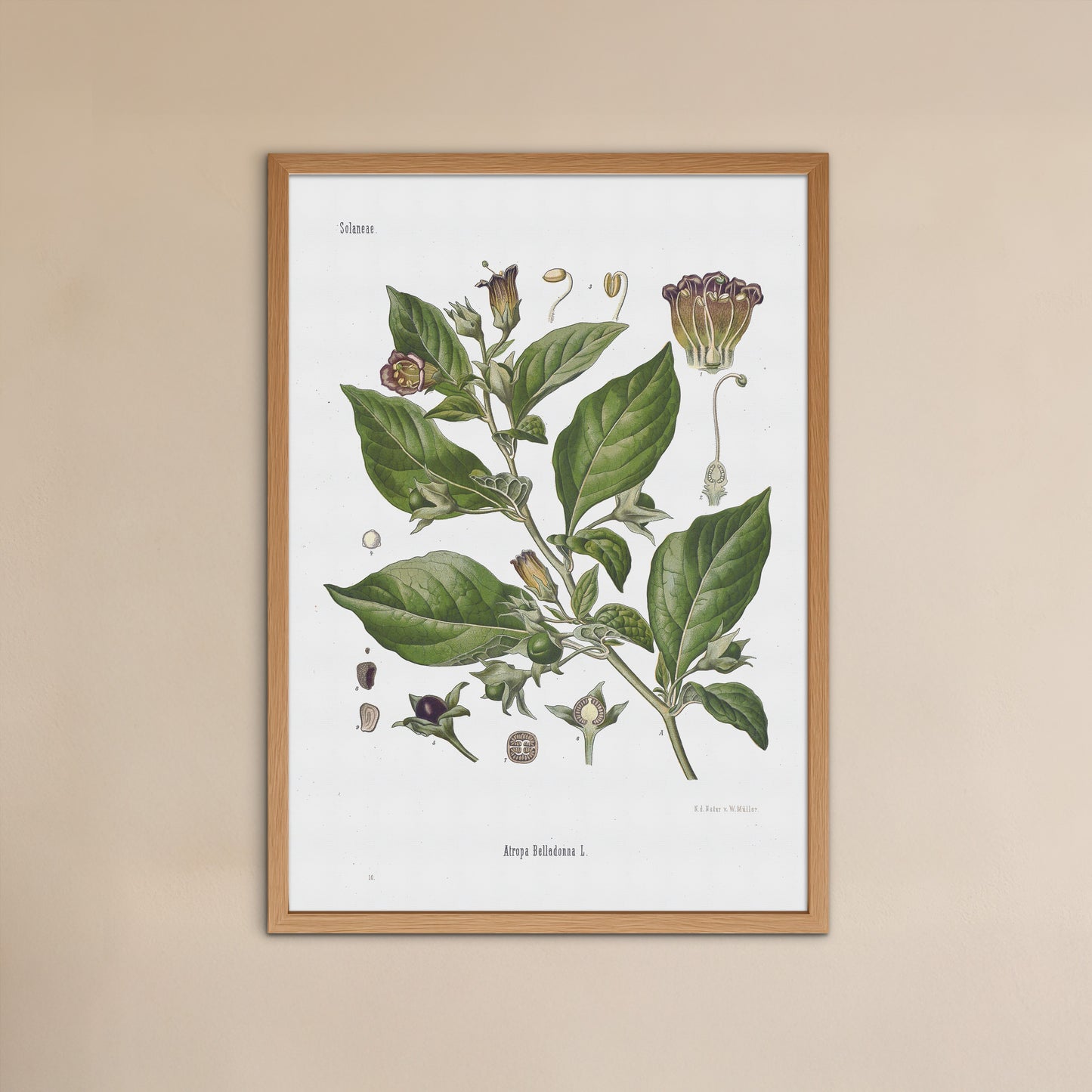Galnebær fra Köhler's Medizinal-Pflanzen / Atropa Belladonna