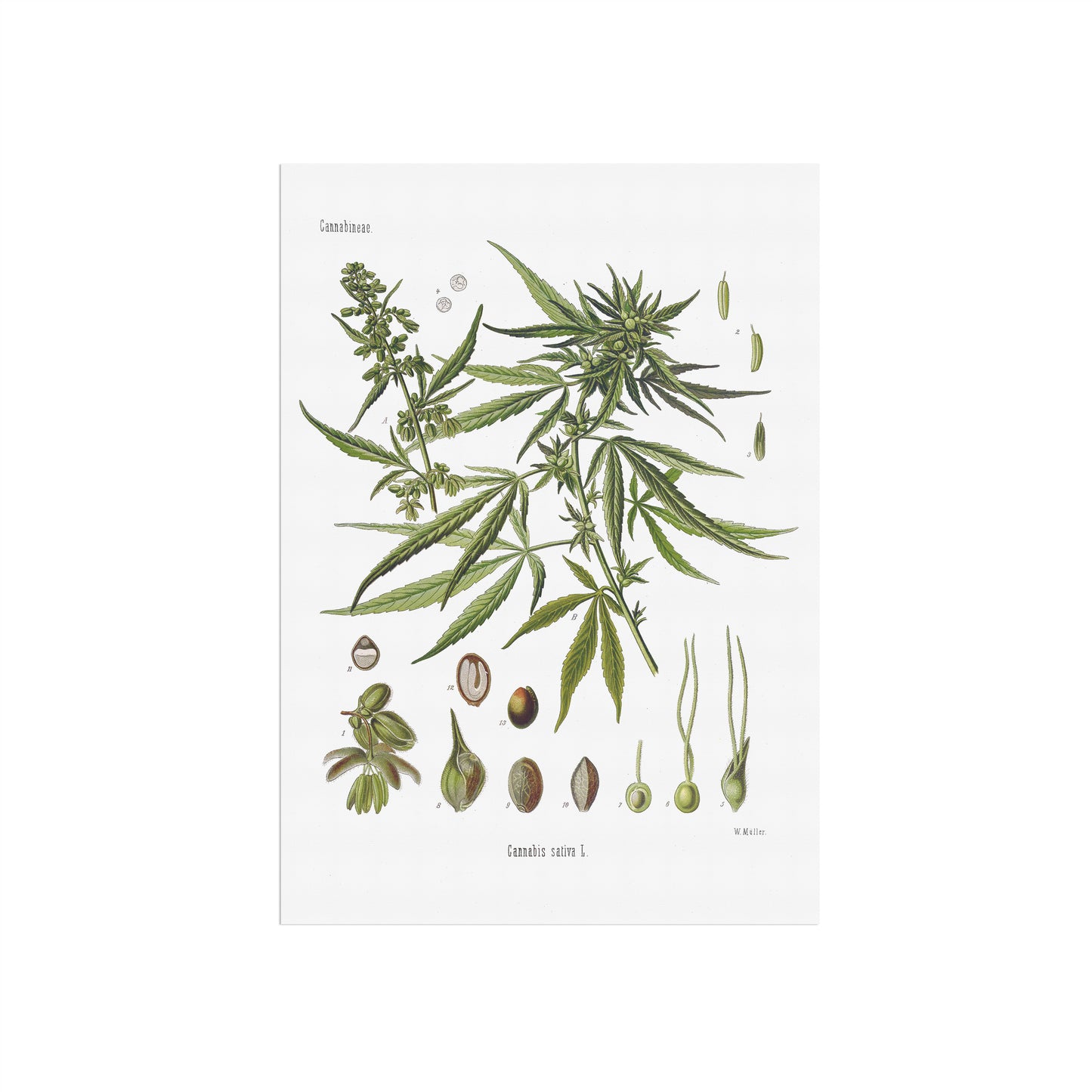 Hemp from Köhler's Medizinal-Pflanzen / Cannabis sativa
