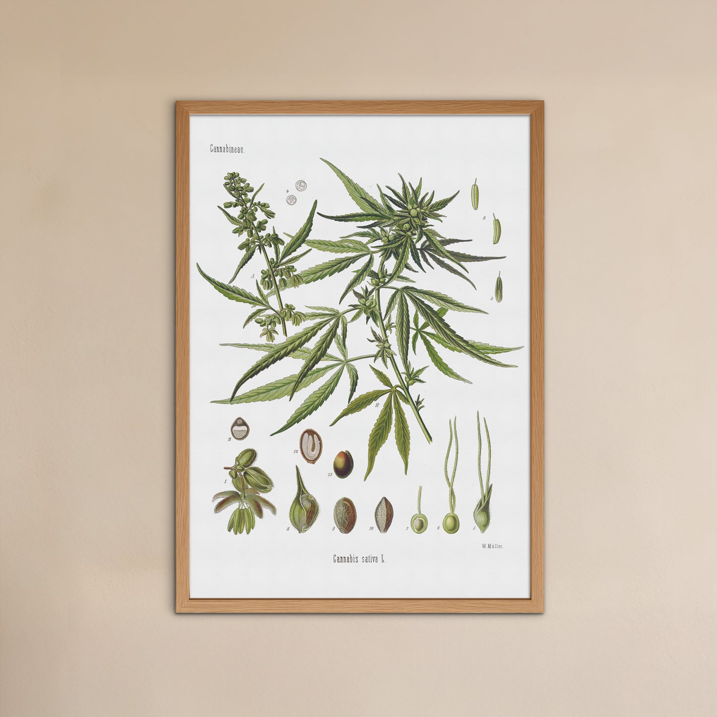 Hemp from Köhler's Medizinal-Pflanzen / Cannabis sativa