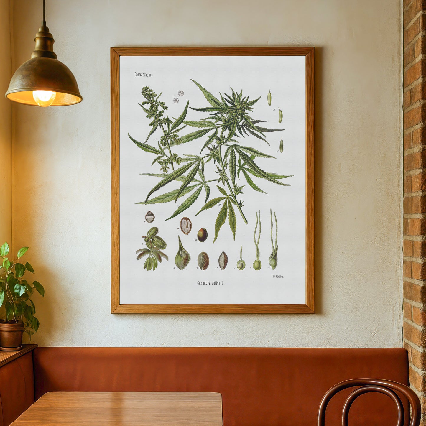 Hemp from Köhler's Medizinal-Pflanzen / Cannabis sativa
