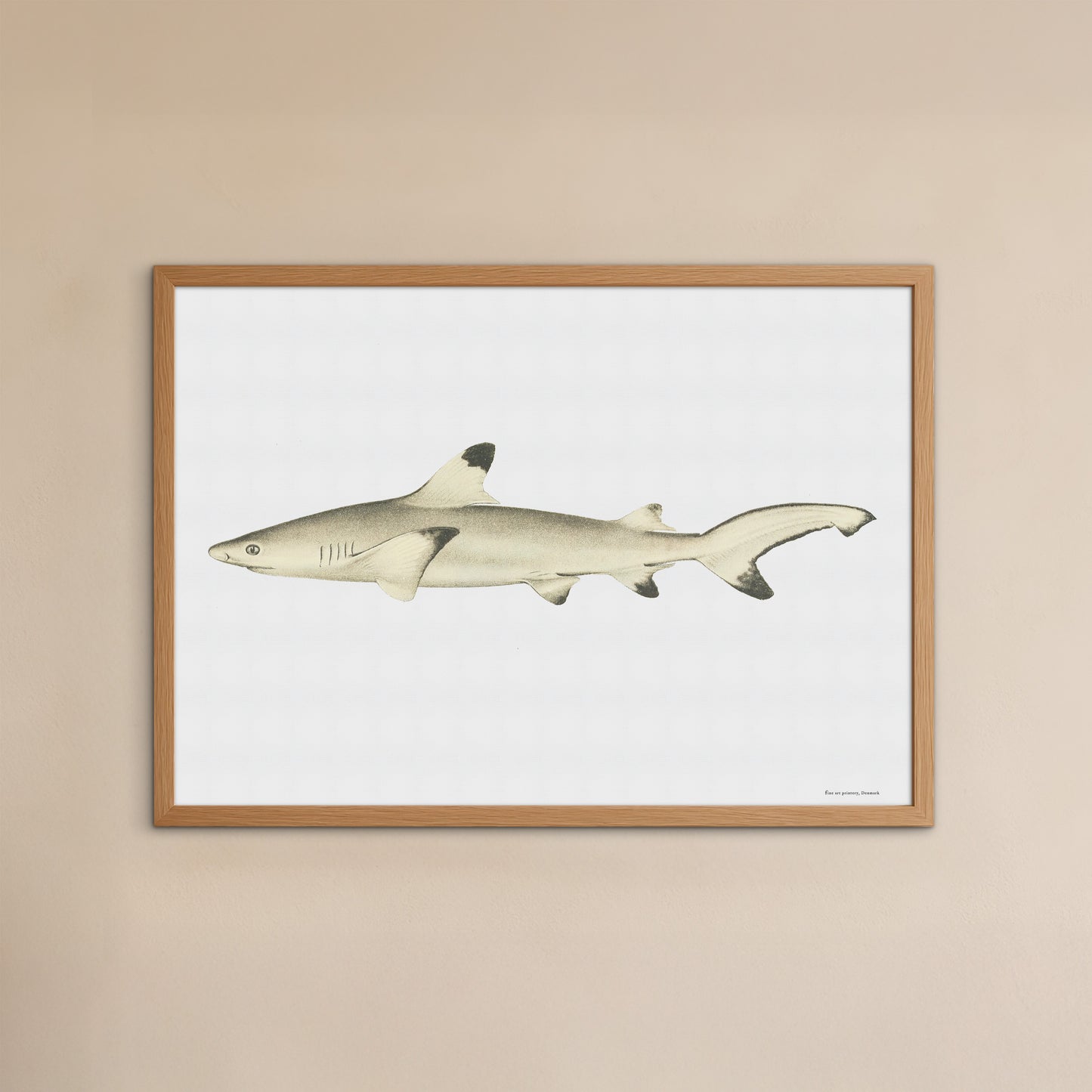 Sorttippet revhaj - Carcharhinus melanopterus