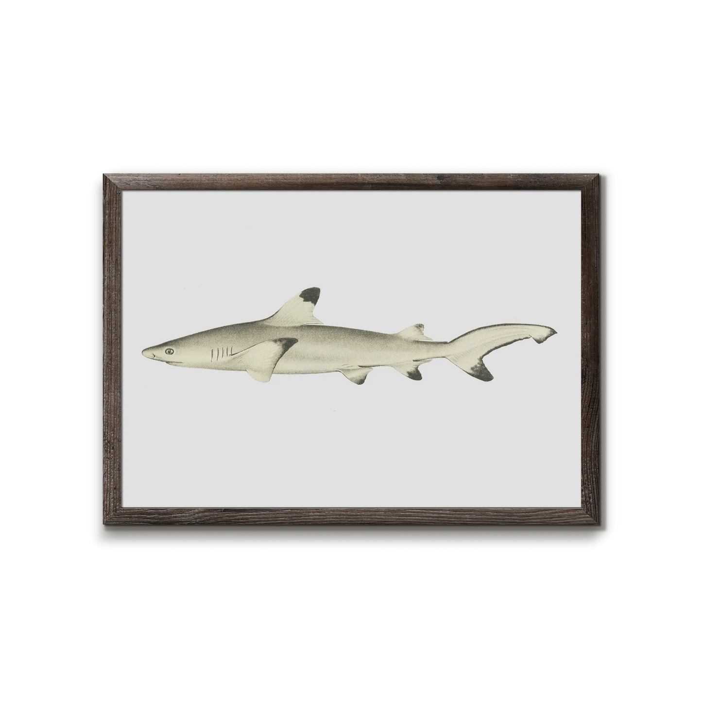 Blacktip reef shark - Carcharhinus melanopterus