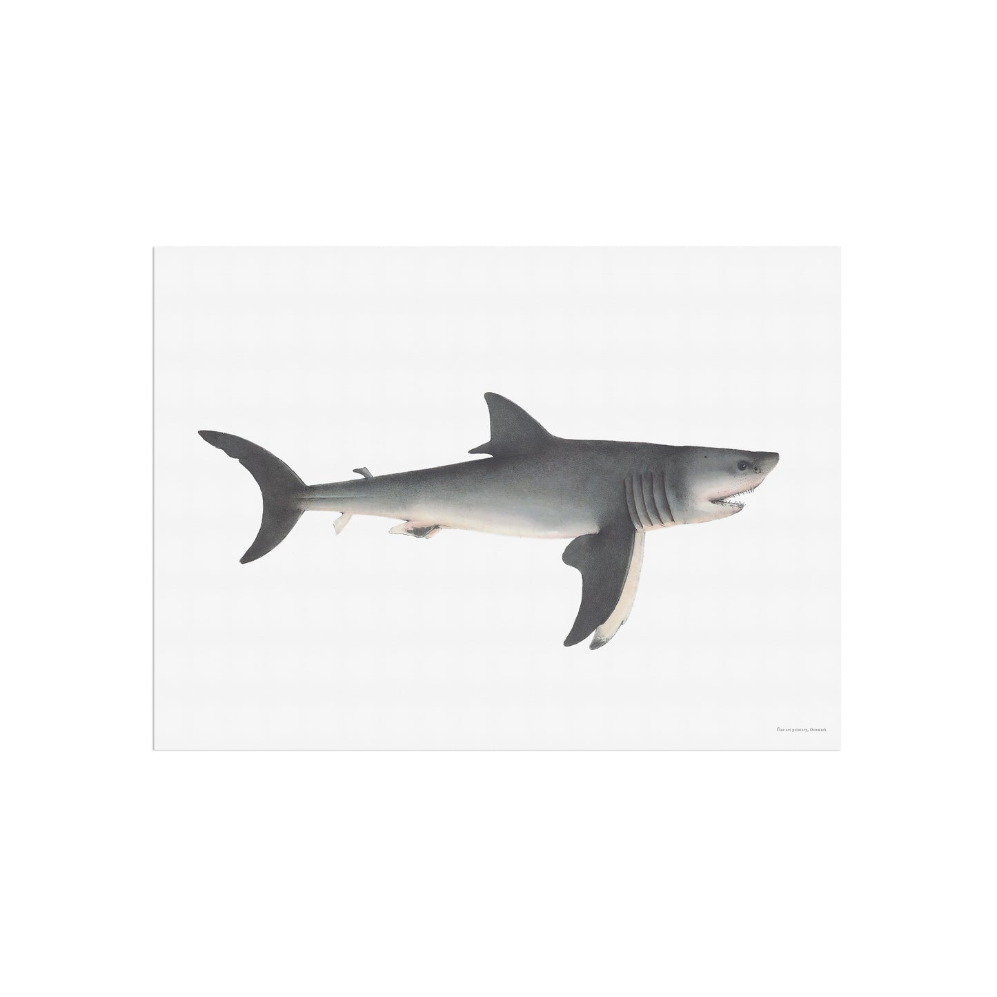 Den store hvide haj - Carcharodon carcharias