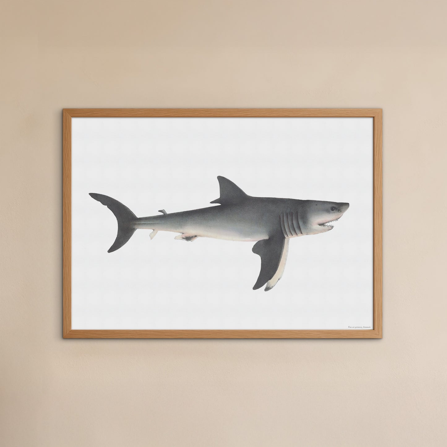 Den store hvide haj - Carcharodon carcharias