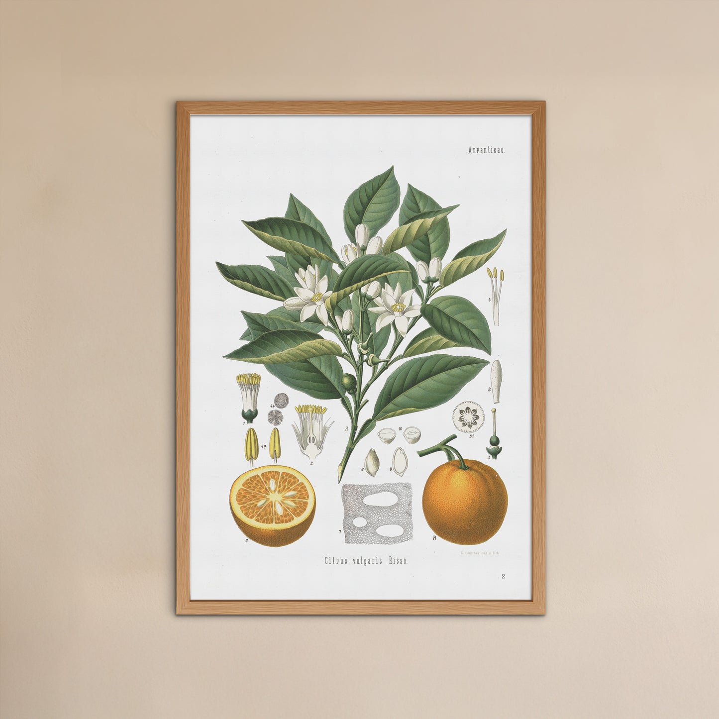 Bitter Orange from Köhler's Medizinal-Pflanzen / Citrus aurantium