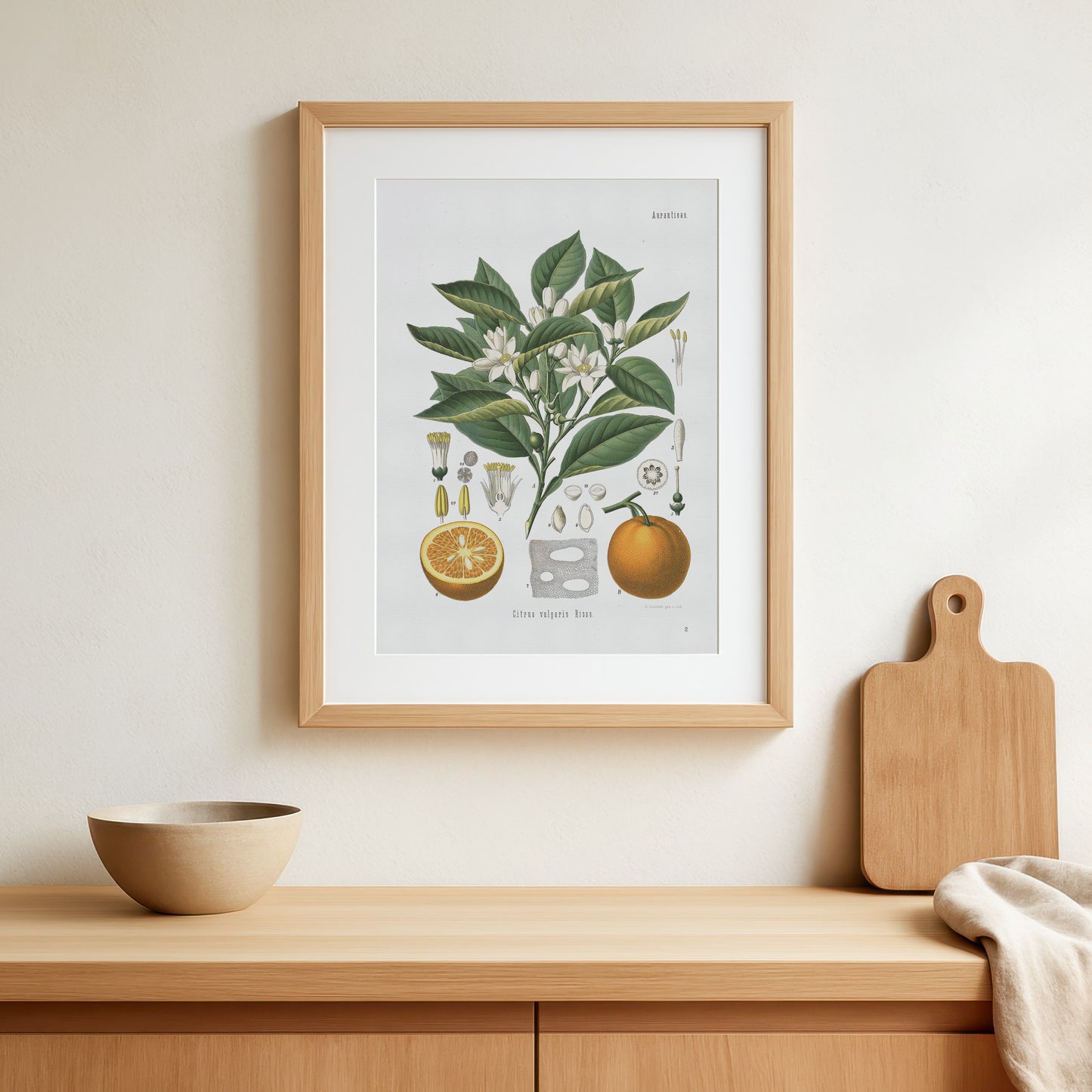 Bitter Orange from Köhler's Medizinal-Pflanzen / Citrus aurantium