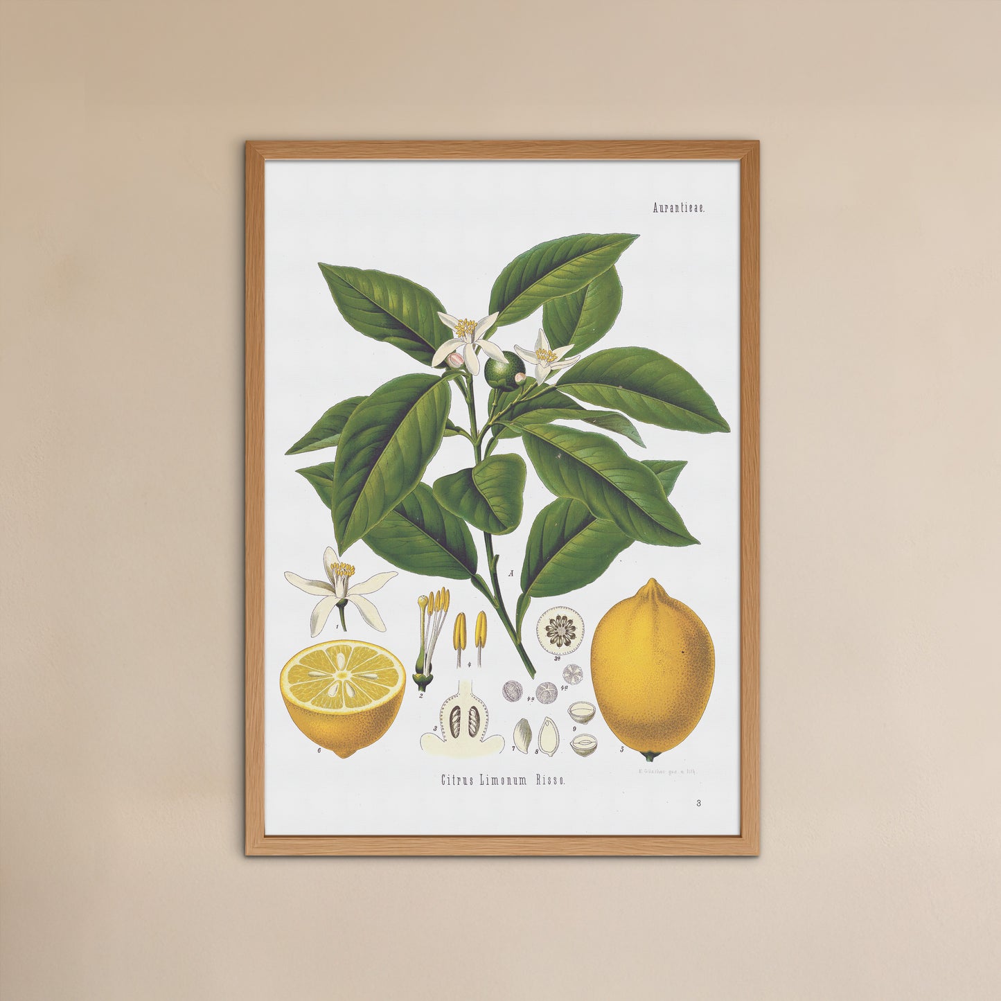 Lemon from Köhler's Medizinal-Pflanzen / Citrus limon