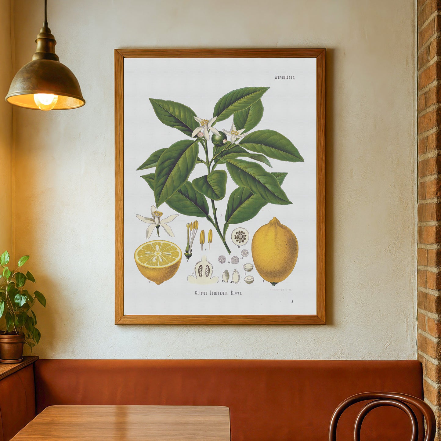 Lemon from Köhler's Medizinal-Pflanzen / Citrus limon