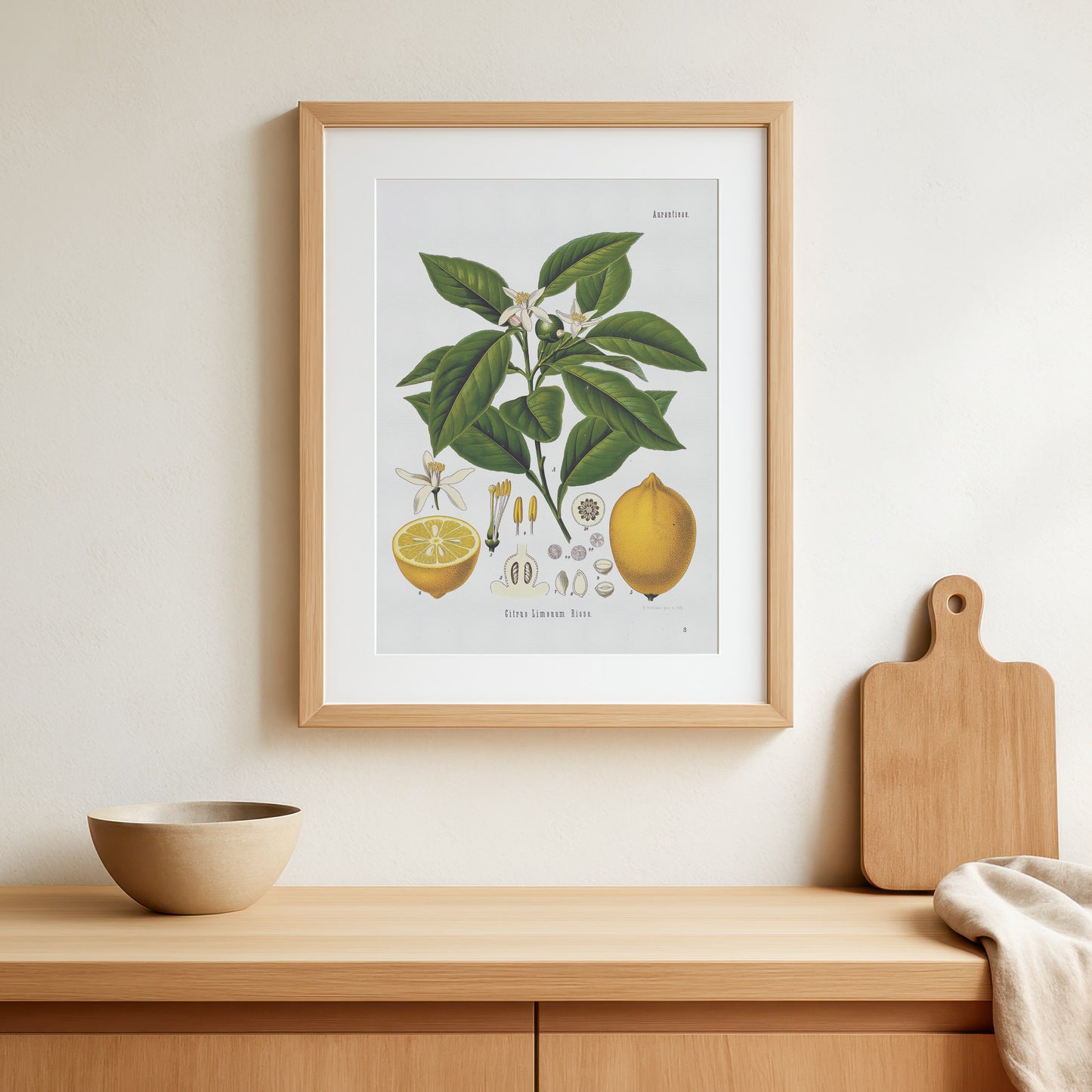 Lemon from Köhler's Medizinal-Pflanzen / Citrus limon