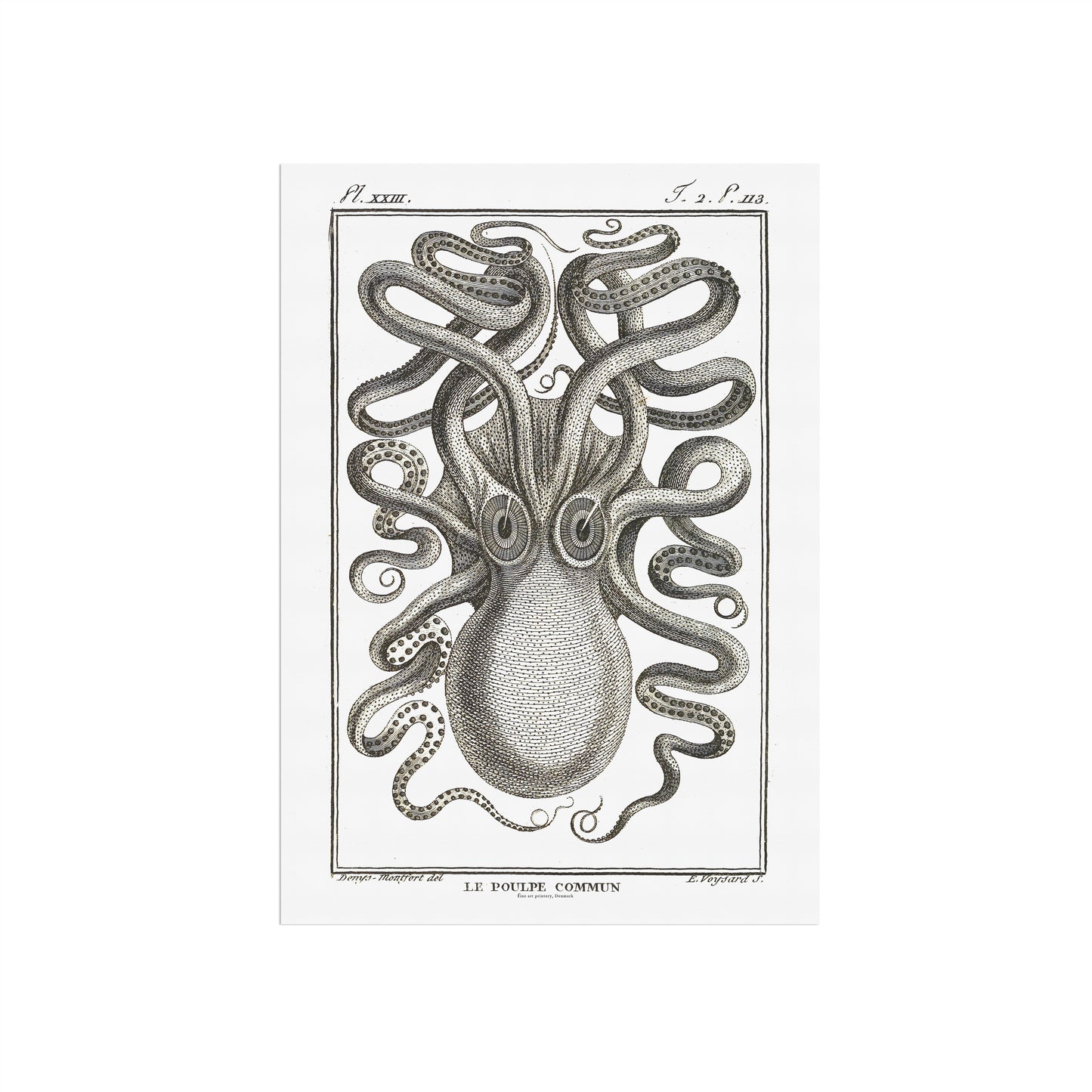 Octopus - Octopus vulgaris, 1802