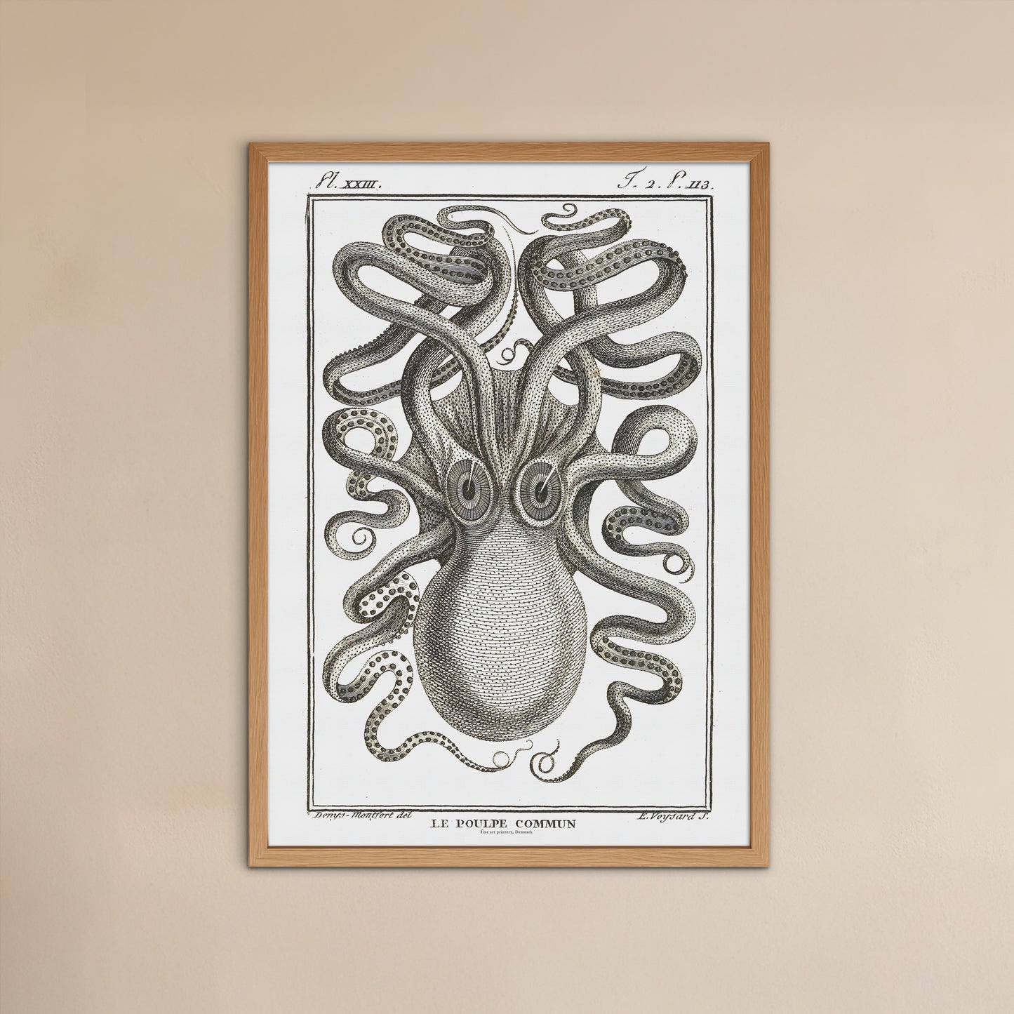 Octopus - Octopus vulgaris, 1802