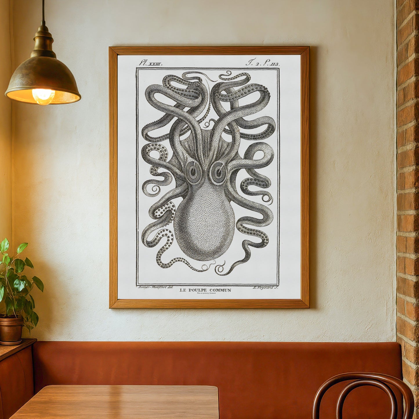 Octopus - Octopus vulgaris, 1802