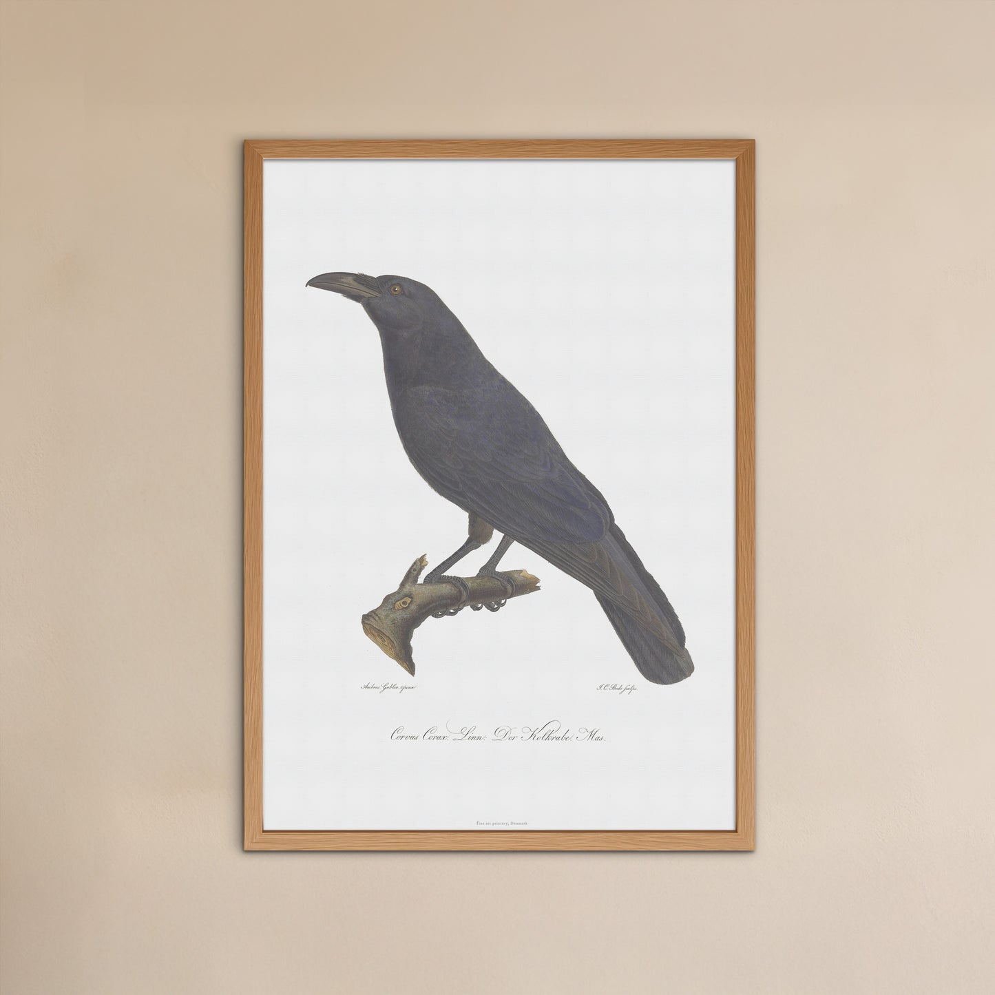 The beautiful raven, Corvus corax - 1805