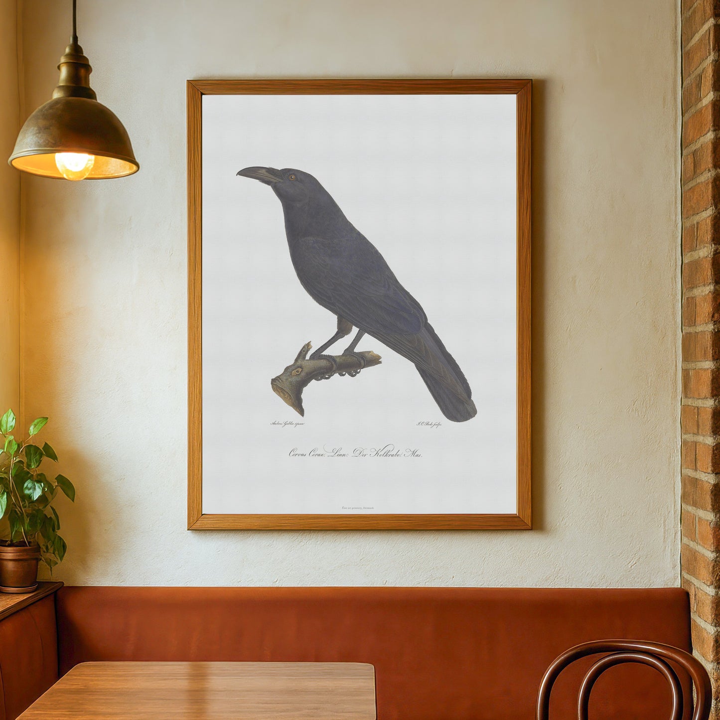 The beautiful raven, Corvus corax - 1805