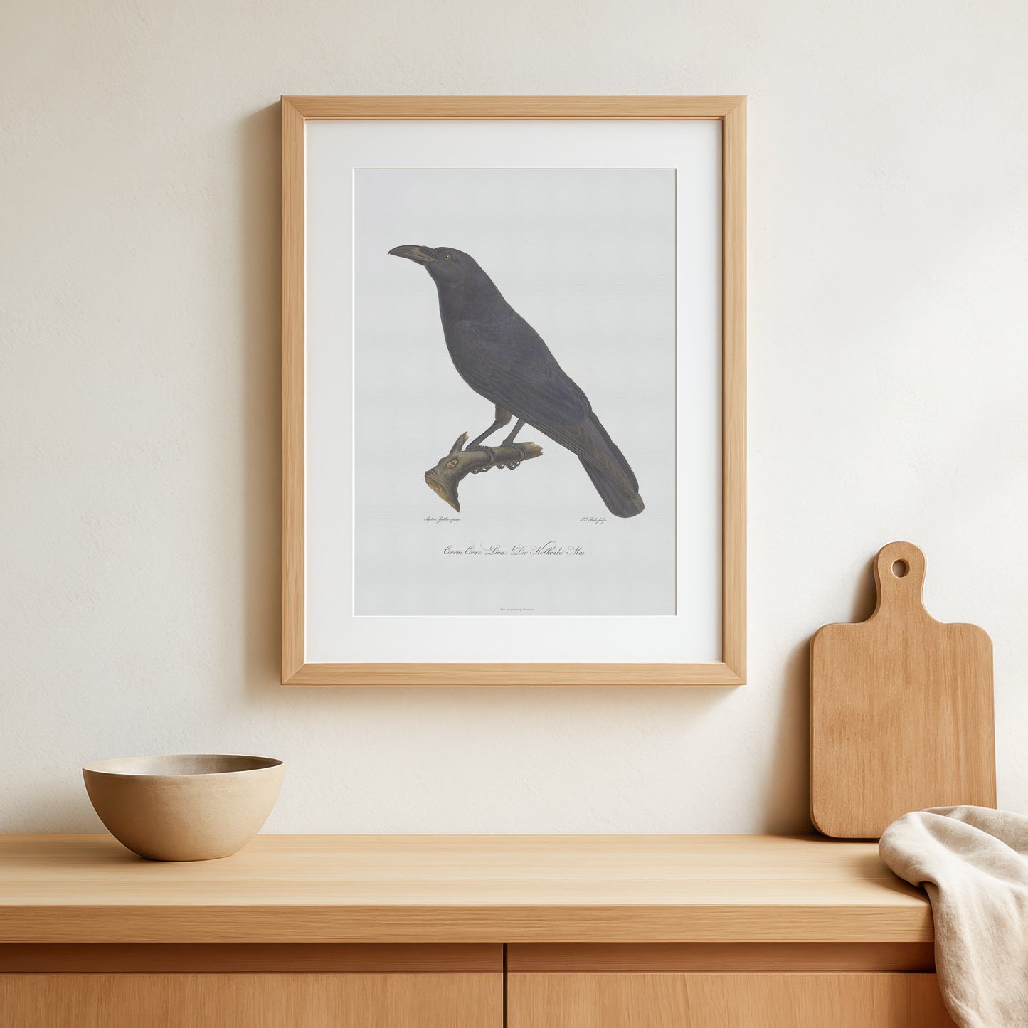 The beautiful raven, Corvus corax - 1805