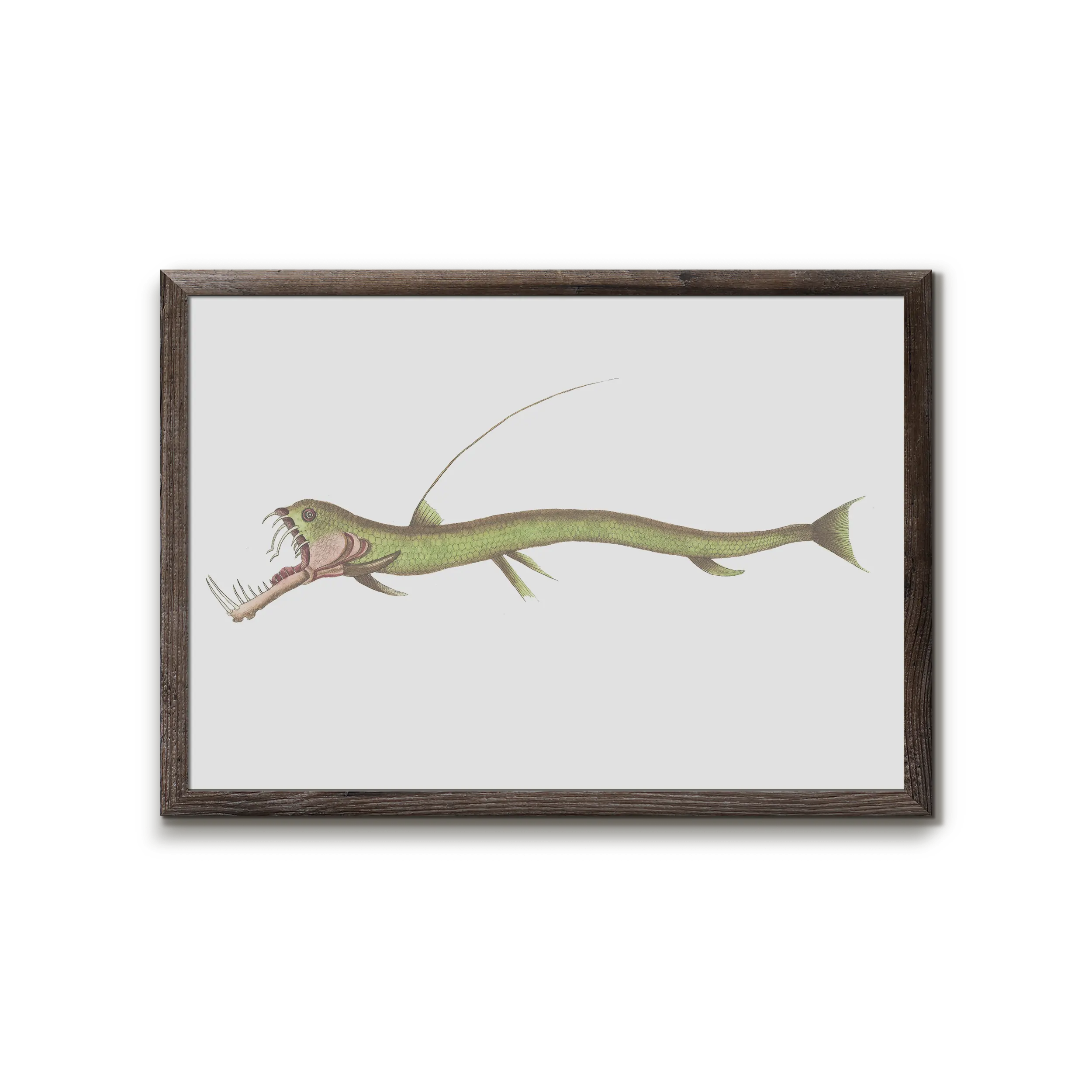 Esox Stomias Boa - scaly dragonfish – Plakatsmeden