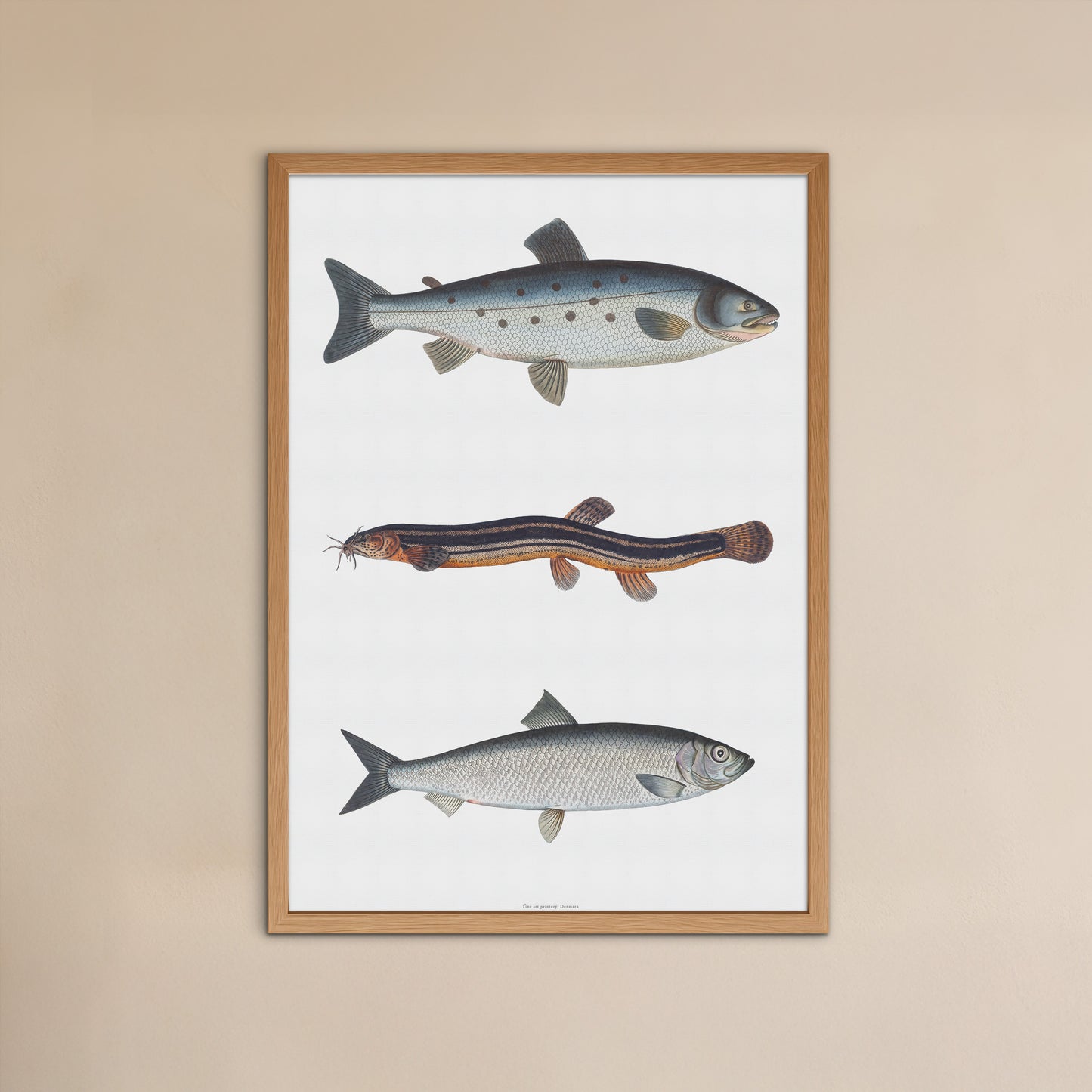 Vintage Fiskeplakat - Laks, Dyndsmerling & Sild - Historisk Kunsttryk af Bloch 1782-84