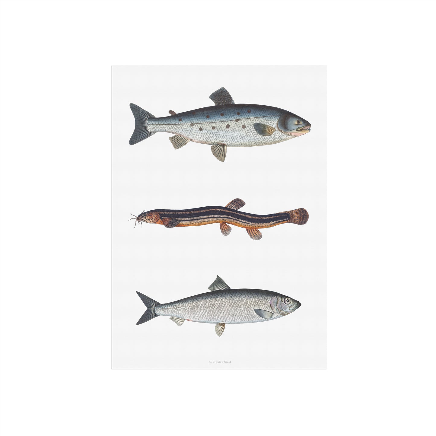 Vintage Fiskeplakat - Laks, Dyndsmerling & Sild - Historisk Kunsttryk af Bloch 1782-84