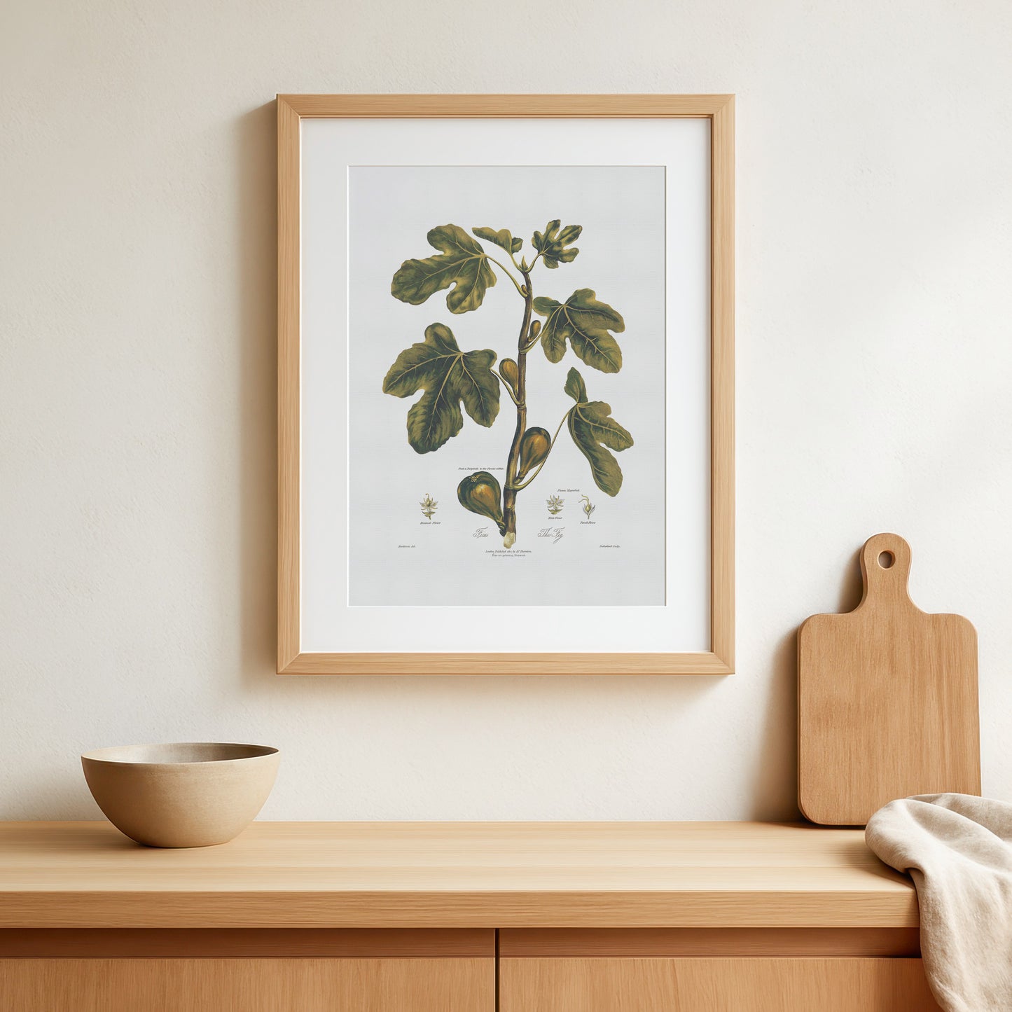 Vintage Figen Plakat - Ficus Carica fra Thorntons Botany (ca. 1807) | Botanisk Kunst
