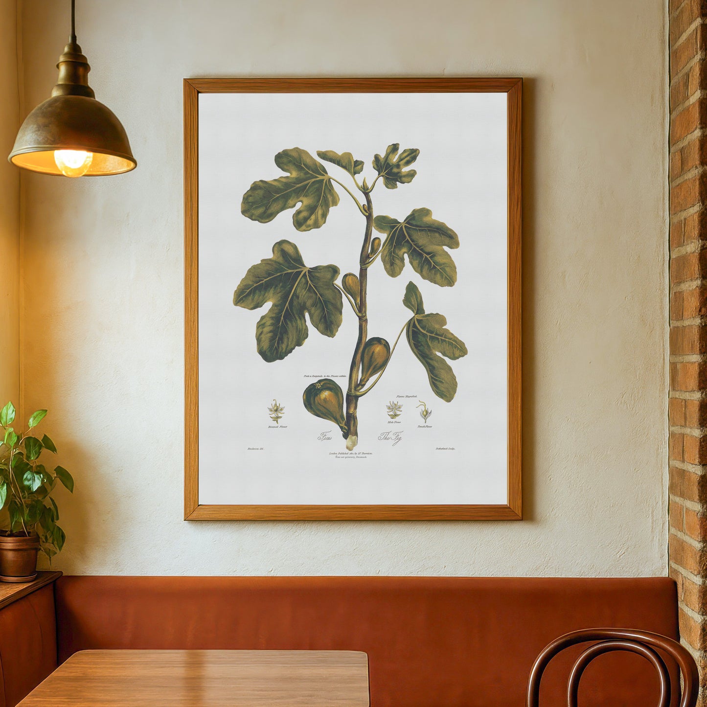 Vintage Figen Plakat - Ficus Carica fra Thorntons Botany (ca. 1807) | Botanisk Kunst