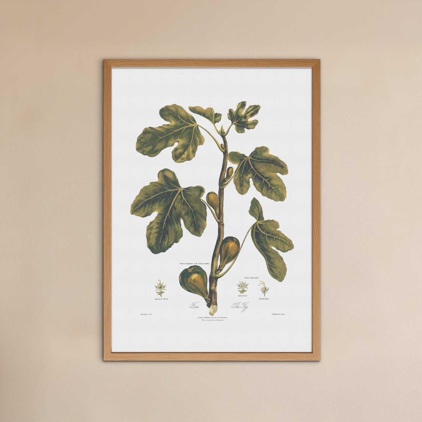 Vintage Figen Plakat - Ficus Carica fra Thorntons Botany (ca. 1807) | Botanisk Kunst