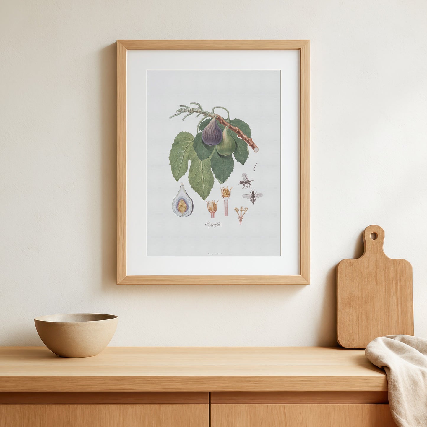 Vintage Figen Plakat - Caprifigen og Figenhveps fra Pomona Italiana (1817-1839) | Botanisk Vægkunst