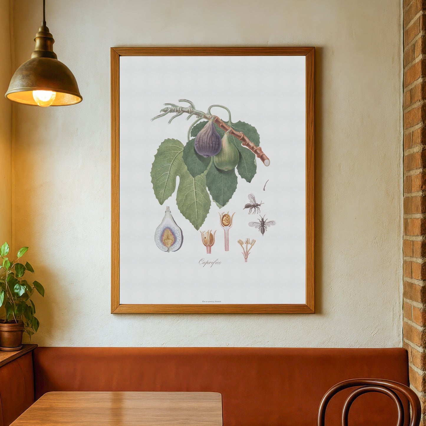 Vintage Figen Plakat - Caprifigen og Figenhveps fra Pomona Italiana (1817-1839) | Botanisk Vægkunst