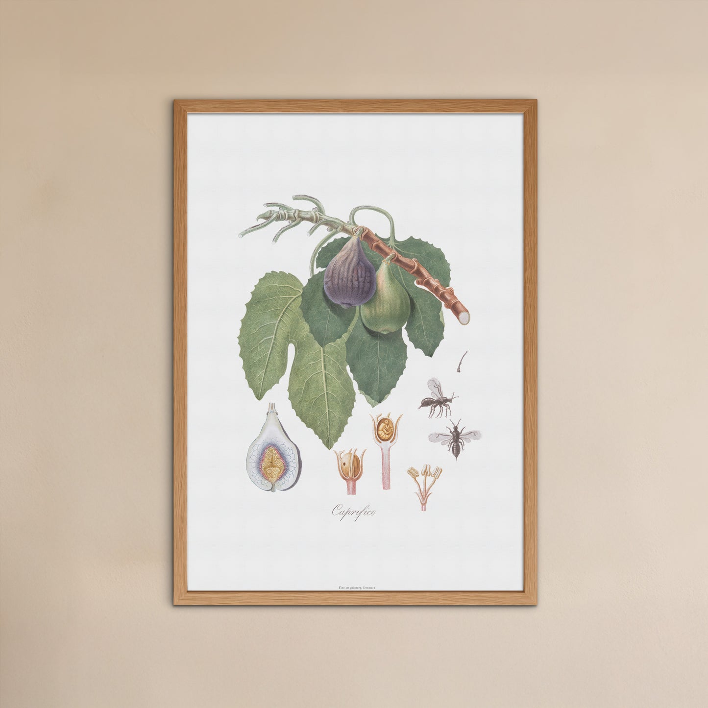 Vintage Figen Plakat - Caprifigen og Figenhveps fra Pomona Italiana (1817-1839) | Botanisk Vægkunst