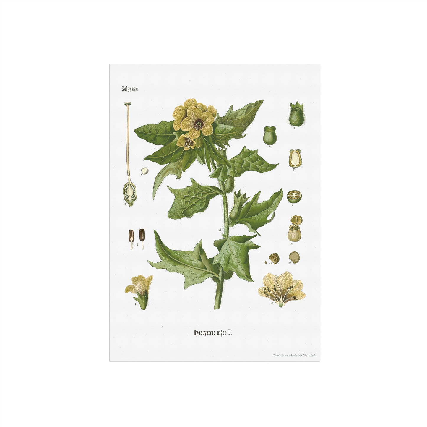 Henbane from Köhler's Medizinal-Pflanzen / Hyoscyamus niger