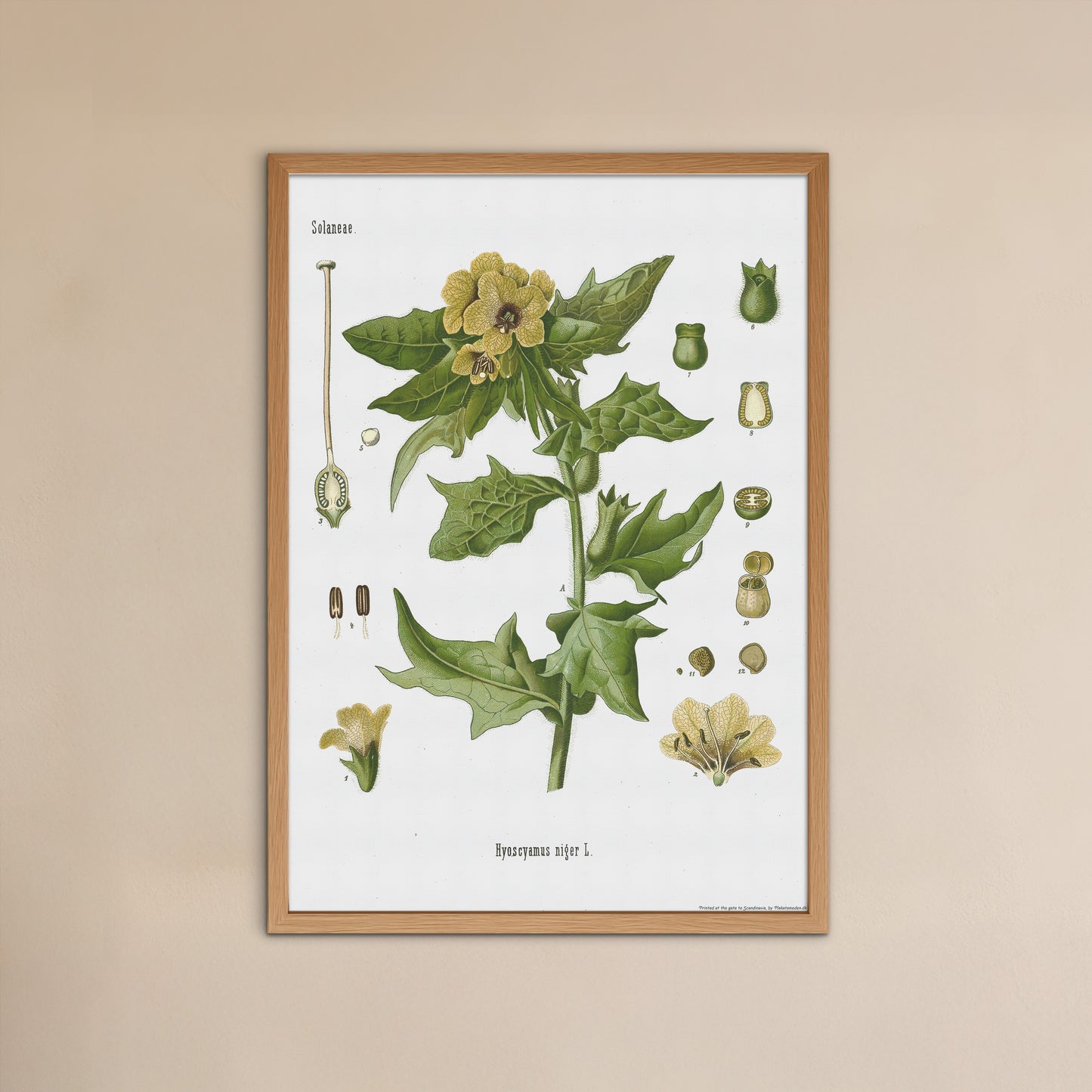 Henbane from Köhler's Medizinal-Pflanzen / Hyoscyamus niger