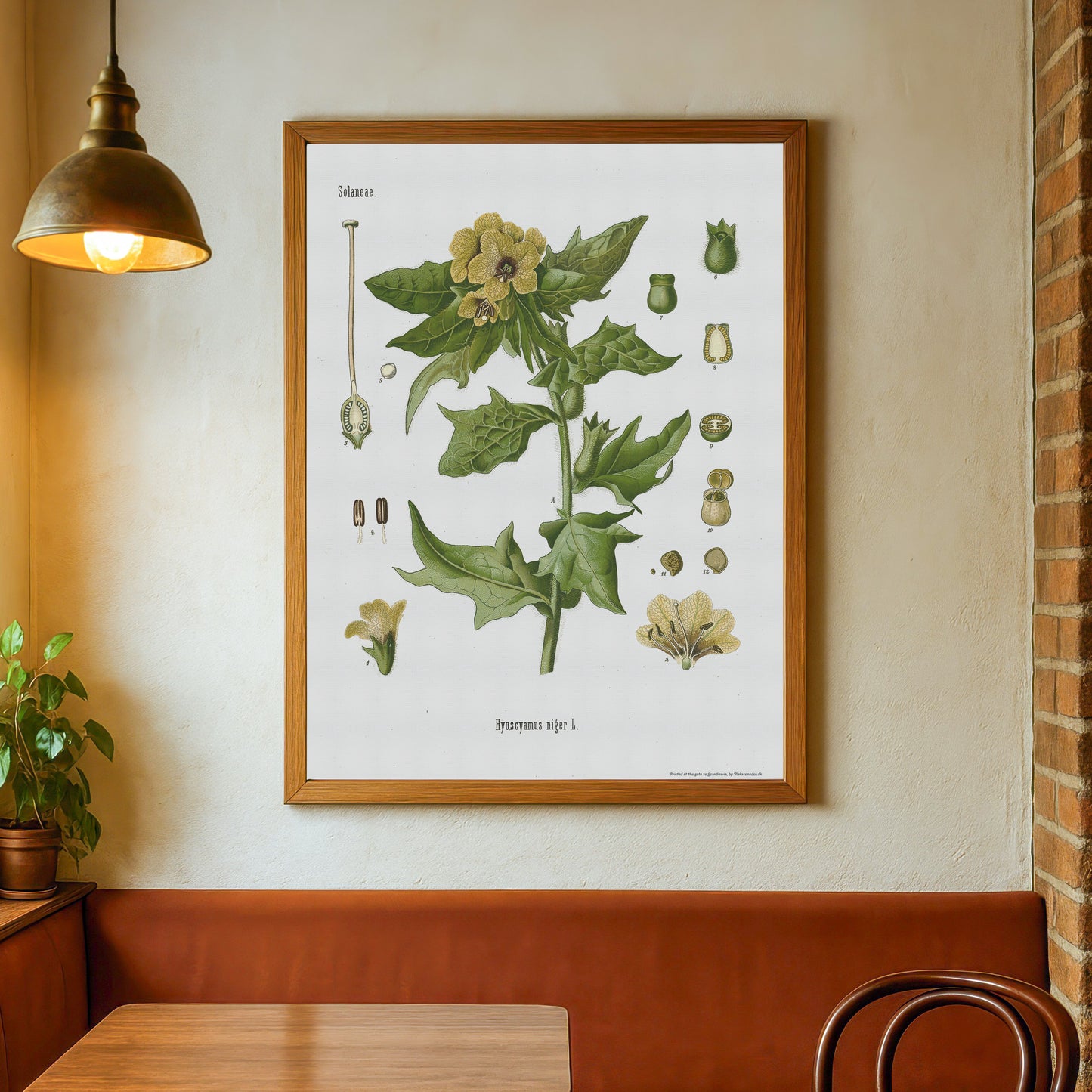 Henbane from Köhler's Medizinal-Pflanzen / Hyoscyamus niger